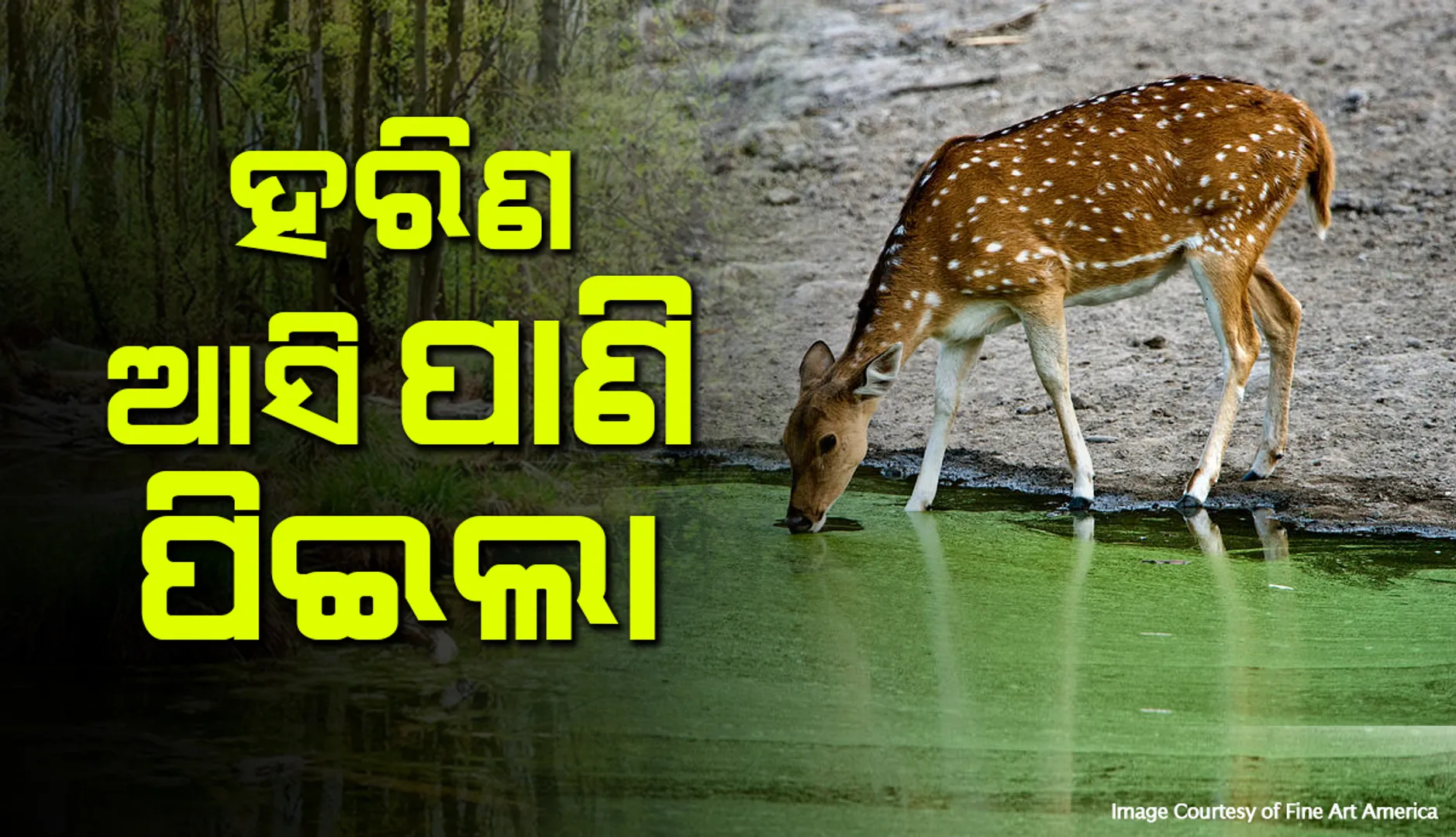 ଜଙ୍ଗଲରେ ନିଆଁ ଲାଗିବା ଓ ଜଳାଭାବର ପ୍ରଭାବ: ବେଲପାହାଡ଼ ପୌରାଞ୍ଚଳକୁ ପାଣି ପିଇବା ଉଦ୍ଦେଶ୍ୟରେ ପଶି ଆସିଲା ହରିଣ 