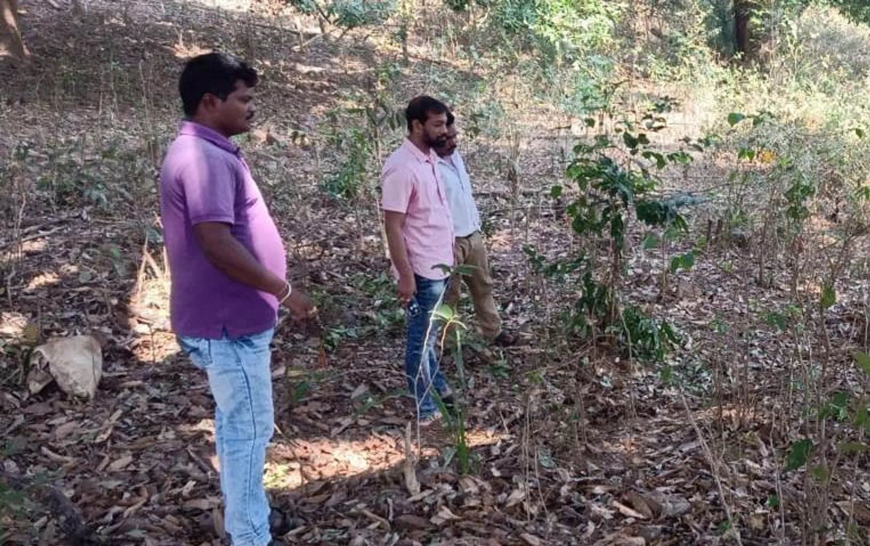 ବେଲଘରରେ ବାଘ ଆତଙ୍କ; ବଳଦକୁ ଘୋଷାଡ଼ି ନେଇ ଖାଇଲା