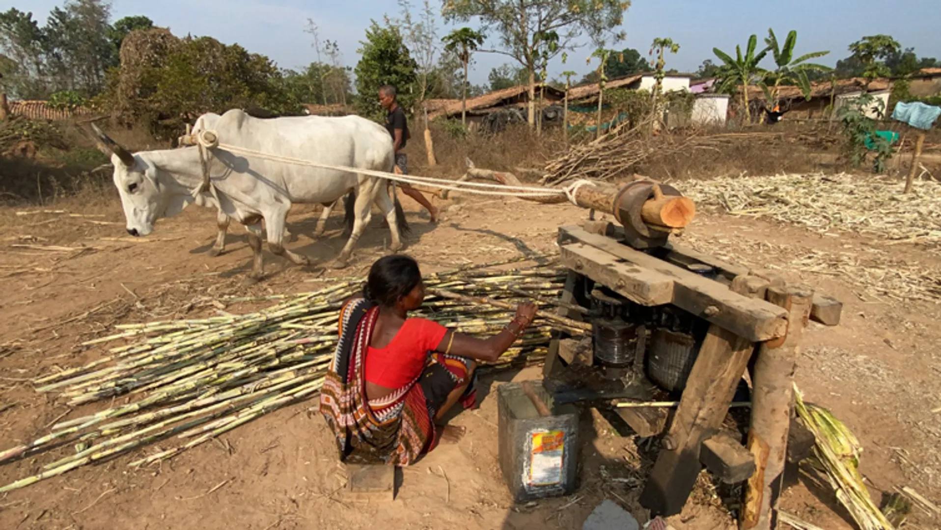 ବଜାର ଅଭାବ ଯୋଗୁଁ ଆଖୁ ଚାଷ ପ୍ରତି ବିମୁଖ ଚାଷୀ : ମିଳିବନି ଟେଙ୍ଗେନମାଲ ସ୍ବାଦିଷ୍ଟ ଗୁଡ଼ ଓ ପ୍ରସିଦ୍ଧ  ଶାଳ ଉଖୁଡ଼ା