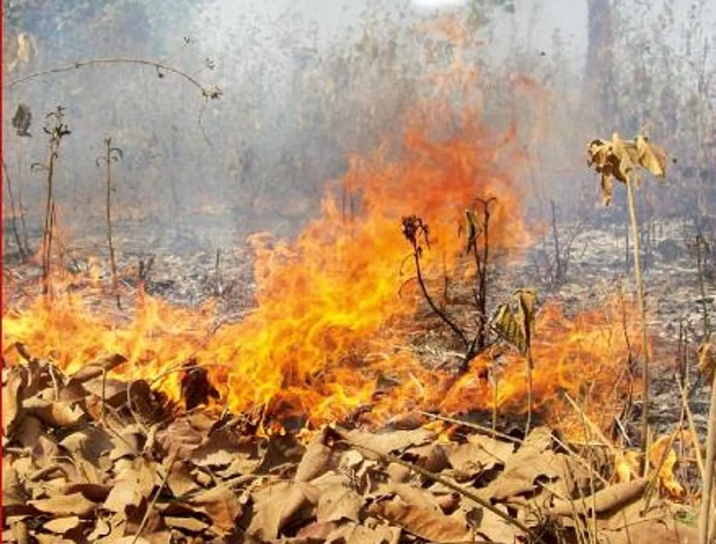 କେନ୍ଦୁପତ୍ର, କରଡି, ମହୁଲ ଓ ଶିକାର ପାଇଁ ଜଙ୍ଗଲ ଓ ପାହାଡ଼ରେ ଲାଗୁଛି ନିଆଁ