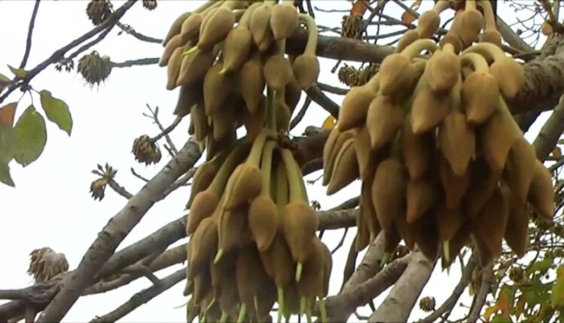 ମହୁଲ ଗୋଟେଇ ଯାଇଥିବା ବେଳେ ସ୍ତ୍ରୀକୁ ହତ୍ୟା କଲା ସ୍ବାମୀ