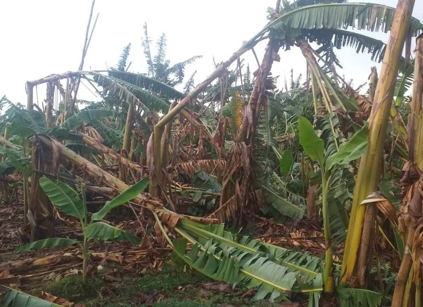 ବନ୍ତଳା ଅଞ୍ଚଳରେ ଝଡ ତୋଫାନ, ଉଜୁଡିଲା ଏକର ଏକର କଦଳୀ ବଗିଚା। (ଫଟୋ: ପ୍ରଭାତ)