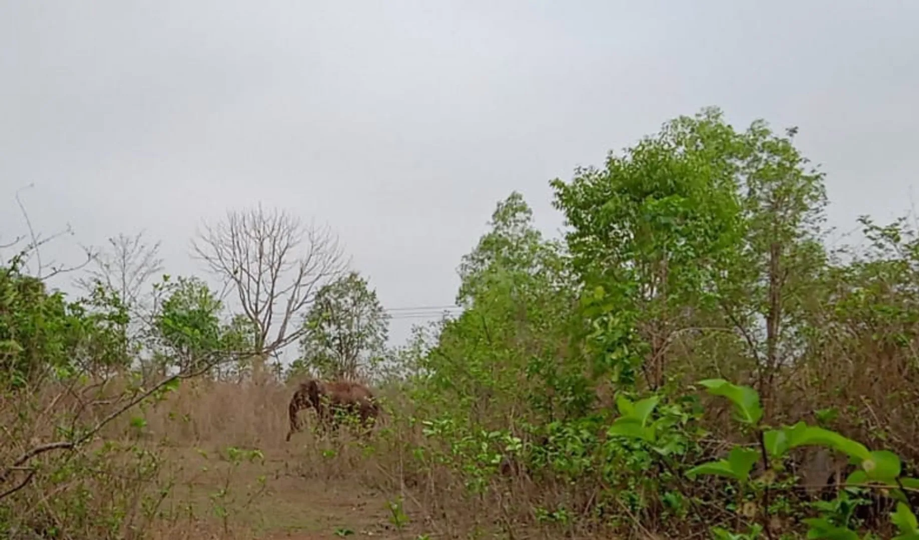 କେନ୍ଦୁଝର: ପାଟଣା ରେଞ୍ଜରେ ଗତକାଲି ରାତିରୁ ବୁଲୁଛି ଏକ ଗୋଠଛଡ଼ା ହାତୀ।