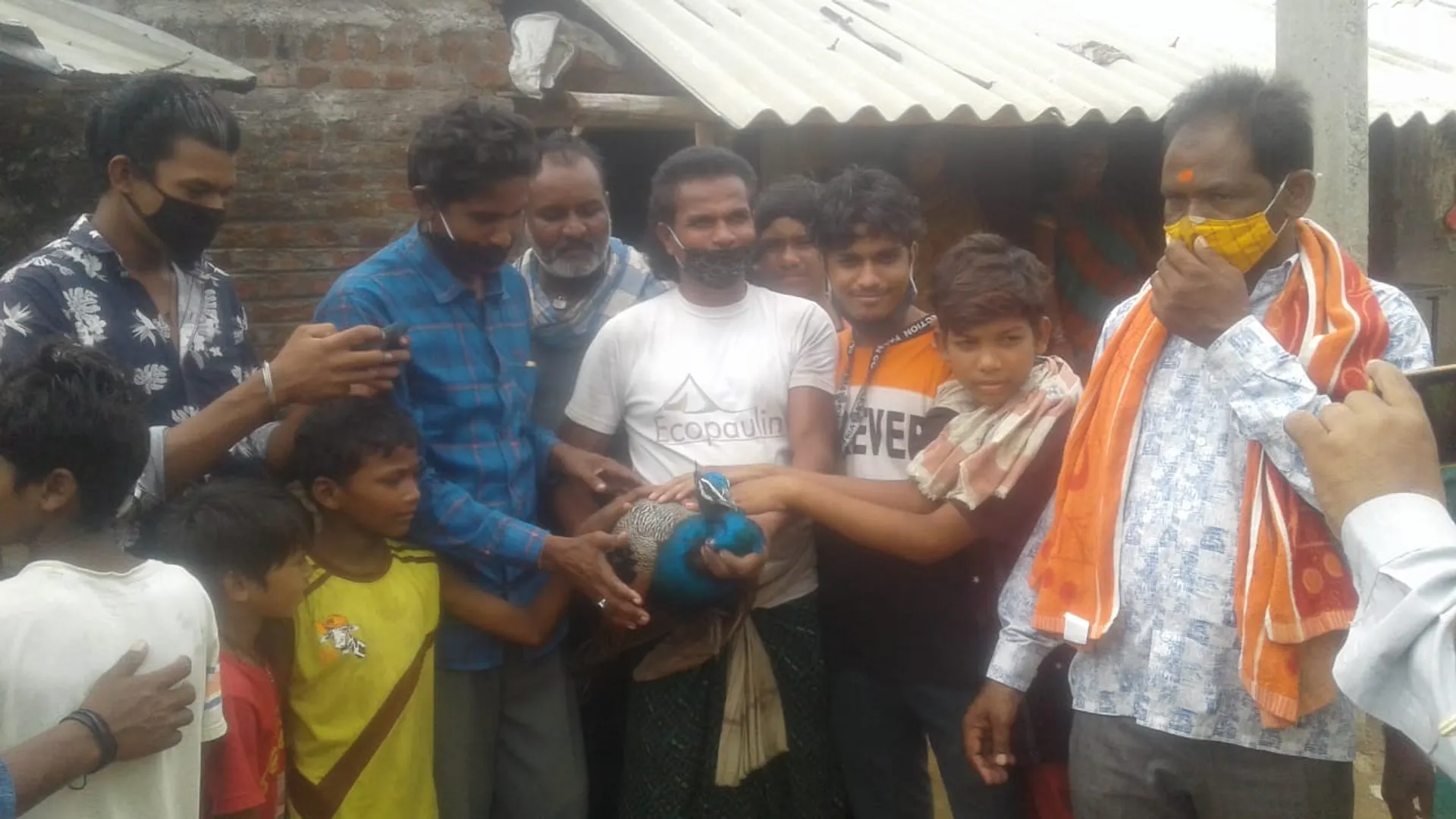 ଜଙ୍ଗଲରୁ ଉଦ୍ଧାର ମୟୂରକୁ ବନ ବିଭାଗକୁ ହସ୍ତାନ୍ତର କଲେ ଗ୍ରାମବାସୀ