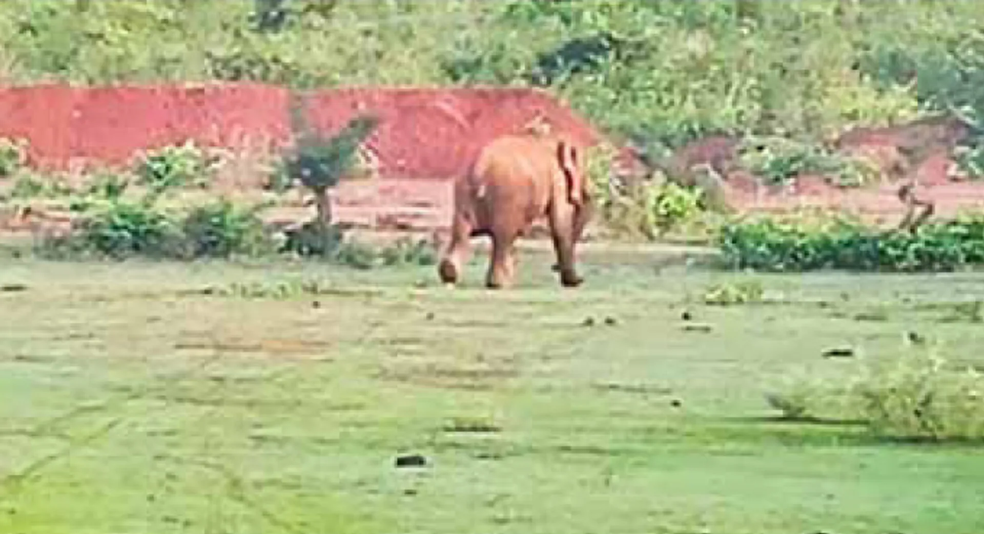 କୁକୁର ପାଇଁ ହାତୀ ଆକ୍ରମଣରୁ ବର୍ତ୍ତିଗଲେ