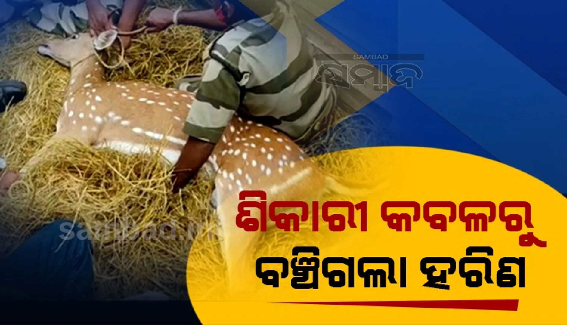 ଶିକାରୀଙ୍କ ଉଦ୍ୟମ ବିଫଳ; ଉଦ୍ଧାର ହରିଣକୁ ଅଭୟାରଣ୍ୟରେ ଛାଡ଼ିଲା ବନ ବିଭାଗ