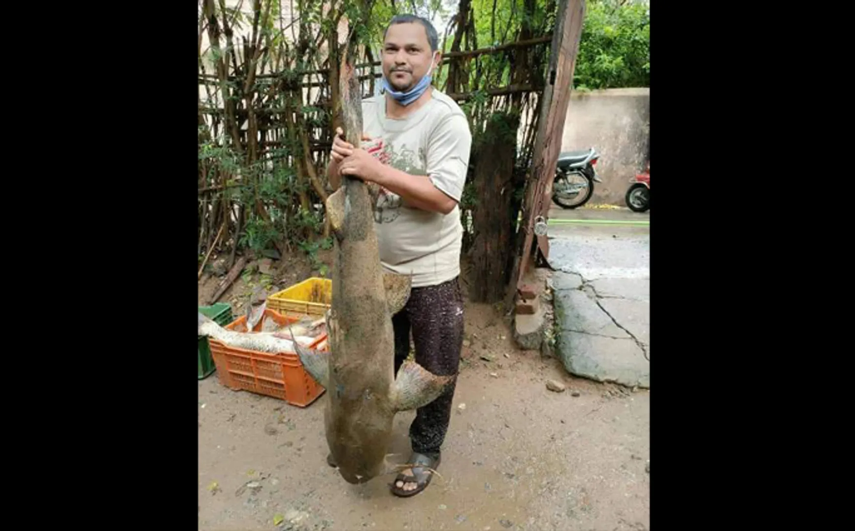 ମହାନଦୀରୁ ଧରା ହେଲା ୩୫ କିଲୋ ଓଜନର ମାଛ