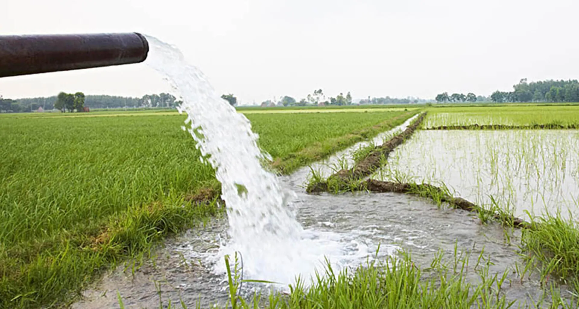 ଉଠା ସେଚ ପ୍ରକଳ୍ପ: ପୋଷା ଚାଲିଛନ୍ତି ଠିକାଦାର, ଲକ୍ଷ୍ୟ ପୂରଣରେ କେତେ ସଫଳ ହିସାବ ନାହିଁ