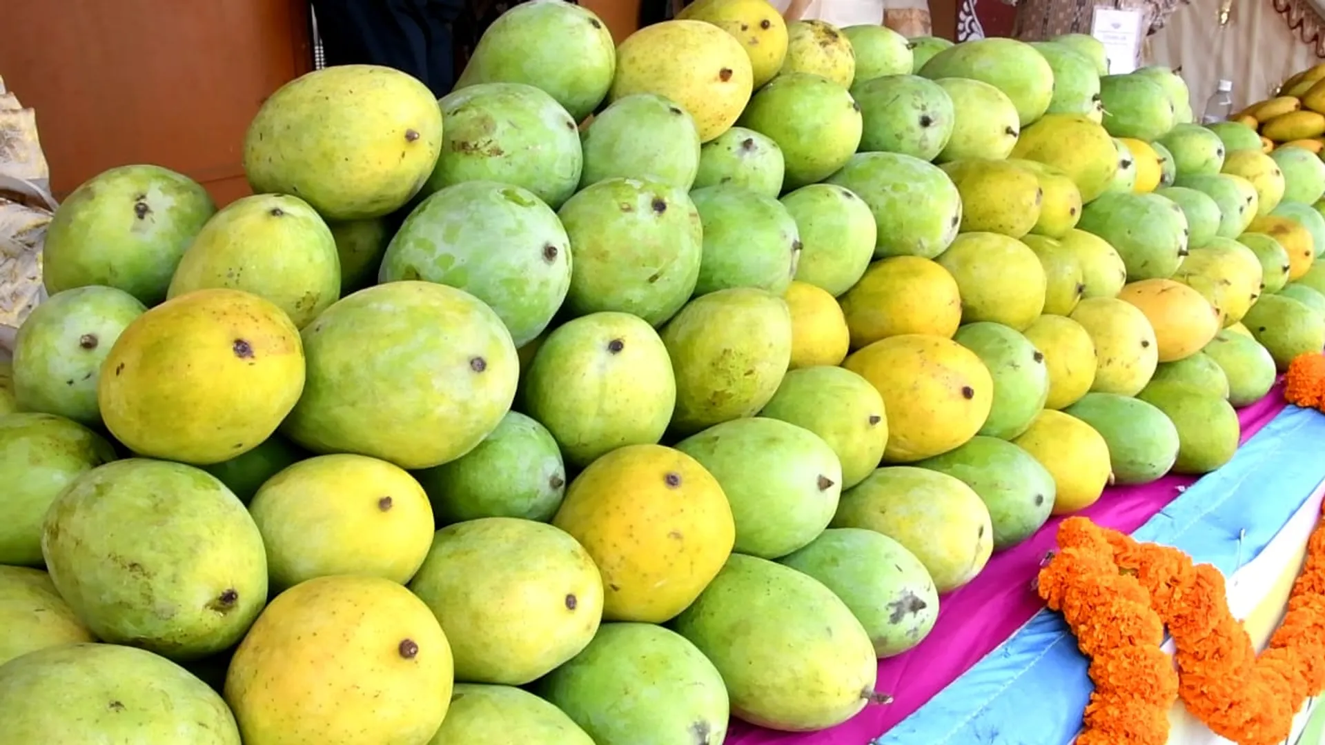 ପାଚିବା ପୂର୍ବରୁ ଝଡ଼ିପଡ଼ୁଛି କଷି ଆମ୍ବ: କୋରାପୁଟରେ ଜଳବାୟୁ ପରିବର୍ତ୍ତନର ପ୍ରଭାବ