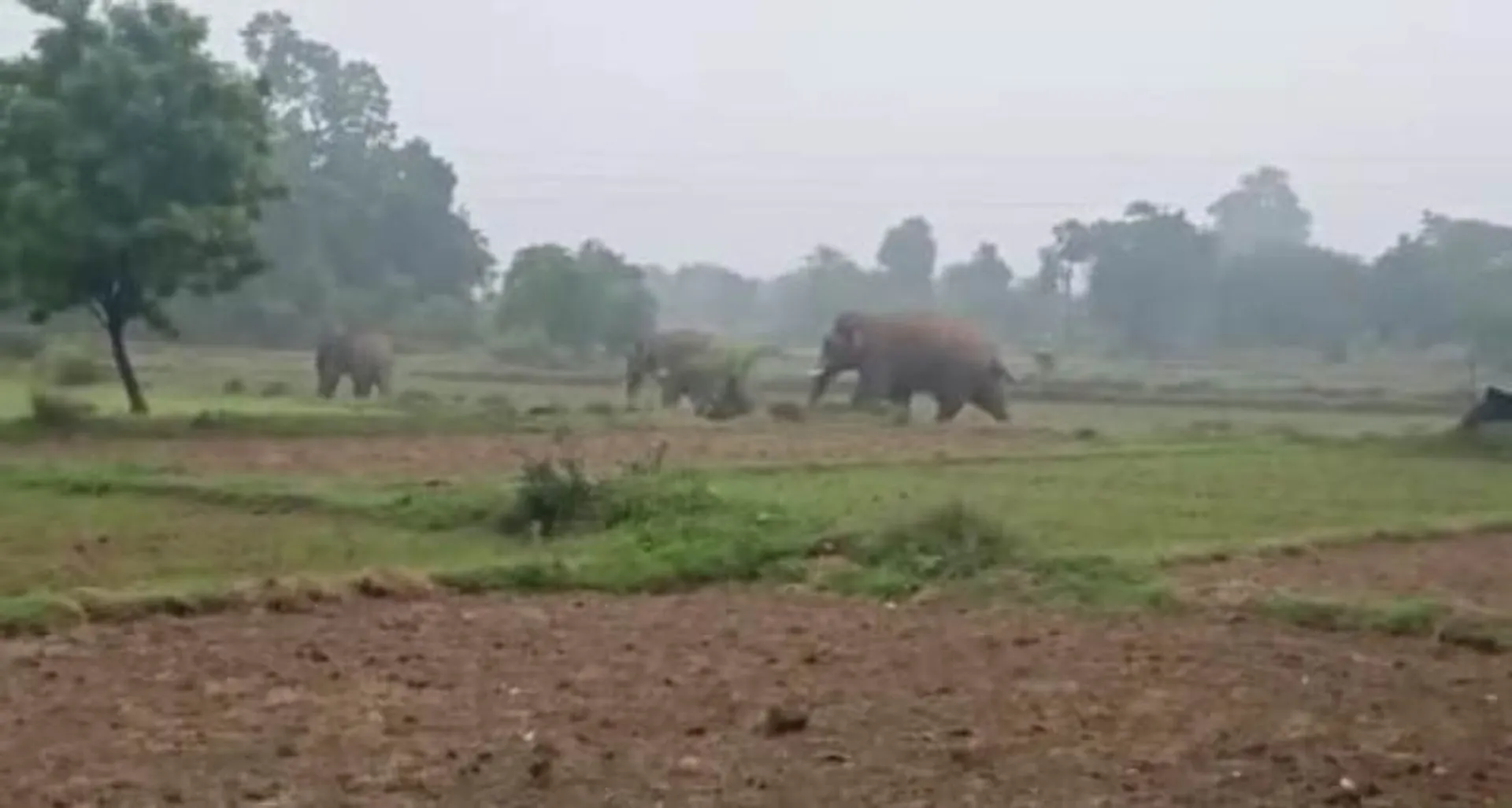 କିର୍ମିରା ଅଞ୍ଚଳରେ ଦନ୍ତା ହାତୀ ଉପଦ୍ରବ