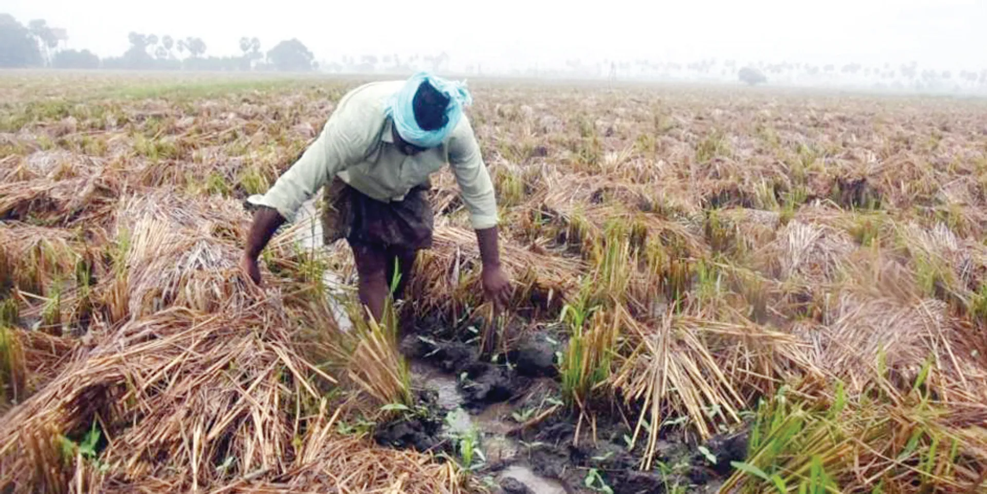 ବର୍ଷା ଅଭାବ: କେନାଲ ପାଣି ପହଞ୍ଚୁନି; ଚିନ୍ତାରେ ଚାଷୀ