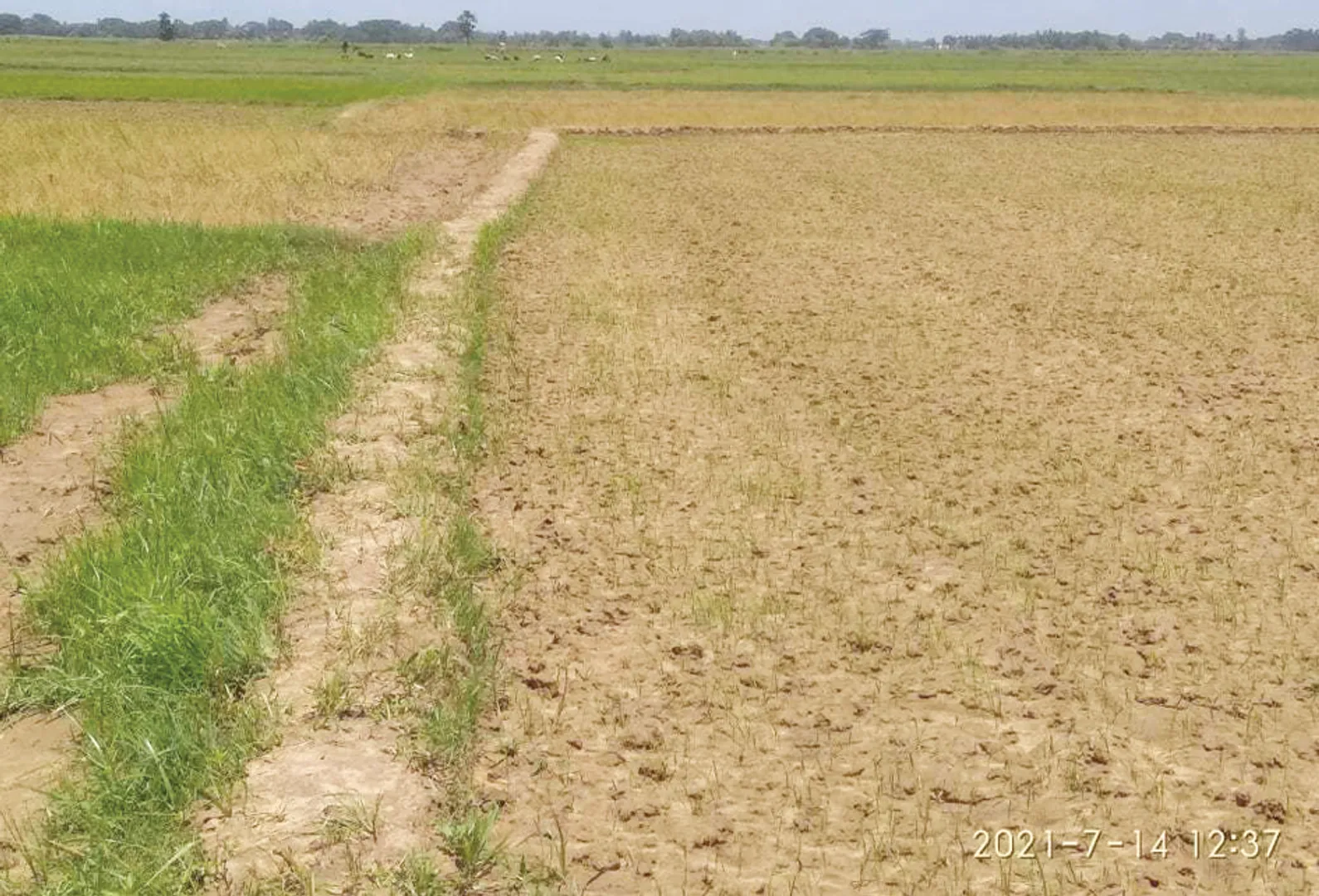 କେନାଲ ନାହିଁ, ଅସରାଏ ବର୍ଷା ଚାଷକୁ ନିଅଣ୍ଟ; ଅଚଳ ପଡ଼ିଛି ଉଠାସେଚ ପ୍ରକଳ୍ପ