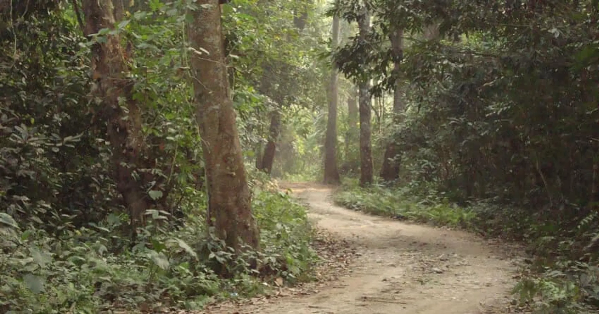 ଅନ୍ତର୍ଜାତୀୟ ଜଙ୍ଗଲ ଦିବସ ଆଜି