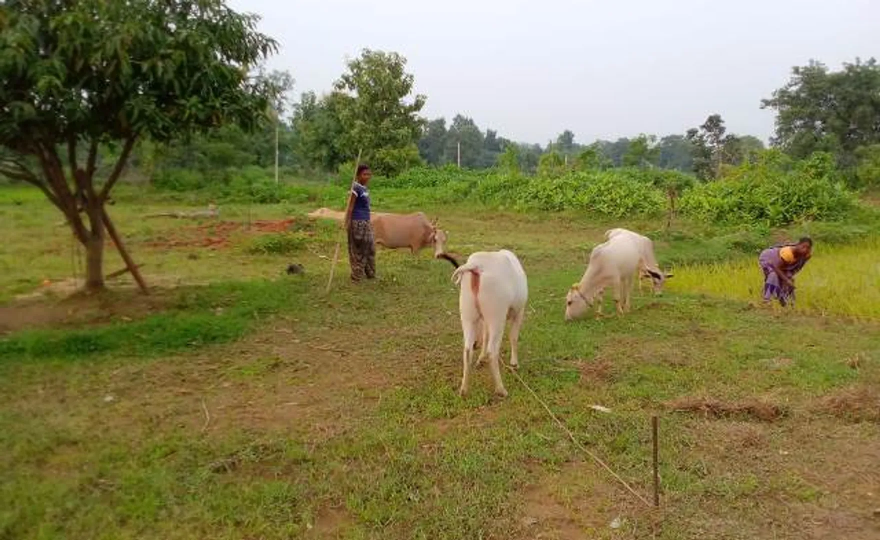 ଆଜି ଜାତୀୟ କ୍ରୀଡ଼ା ଦିବସ: ଜାତୀୟ ମାର୍ସଲଆର୍ଟ ଖେଳାଳି ଏବେ ଗାଈ ଚରାଳି