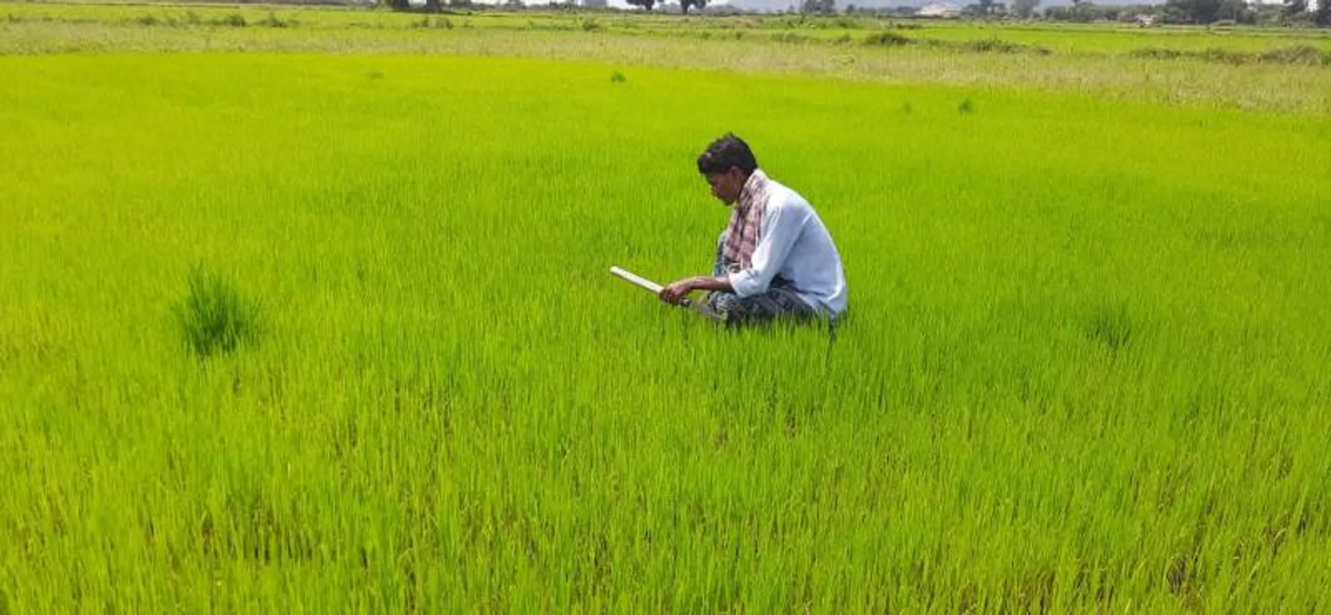 ନିଅଣ୍ଟିଆ ବର୍ଷା‌ ରେକର୍ଡ ଭାଙ୍ଗିଲା; ଖୋର୍ଦ୍ଧା ଜିଲ୍ଲାରେ ୧୨ ହଜାର ହେକ୍ଟର ଫସଲ ନଷ୍ଟ