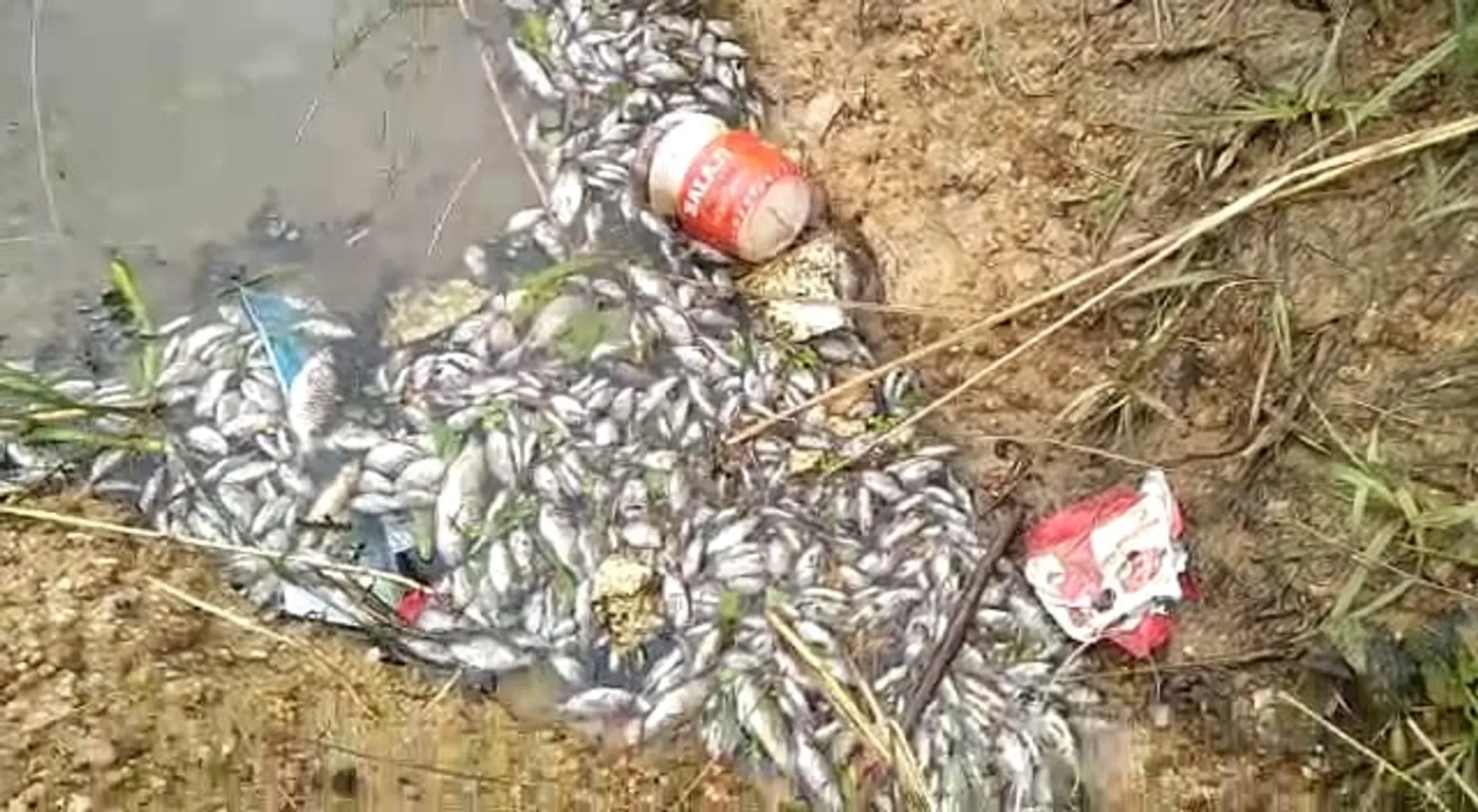 ଝାରସୁଗୁଡ଼ା: ପୁରୁଣାବସ୍ତି ବନ୍ଧରେ ମାଛ ମଡ଼କ