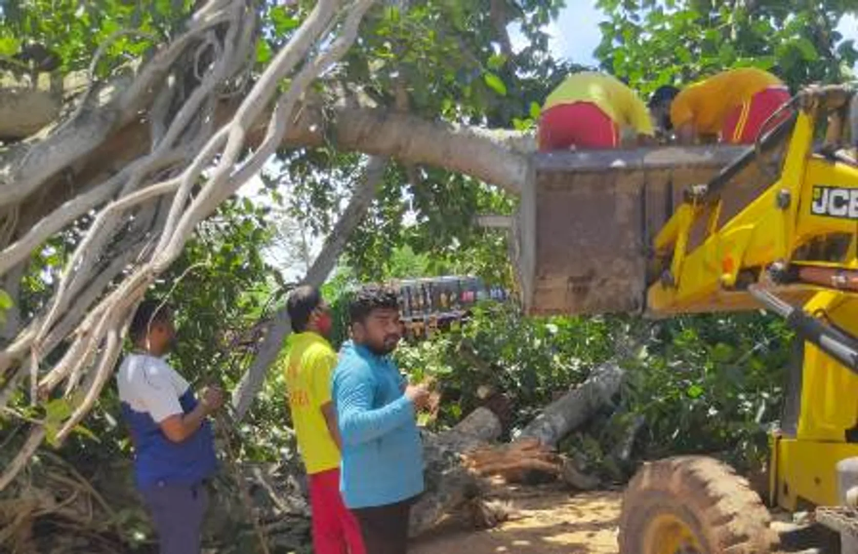 ଧଉଳି ପୁରୁଣା ଜାତୀୟ ରାଜପଥରେ ଉପୁଡ଼ିଲା ବରଗଛ।