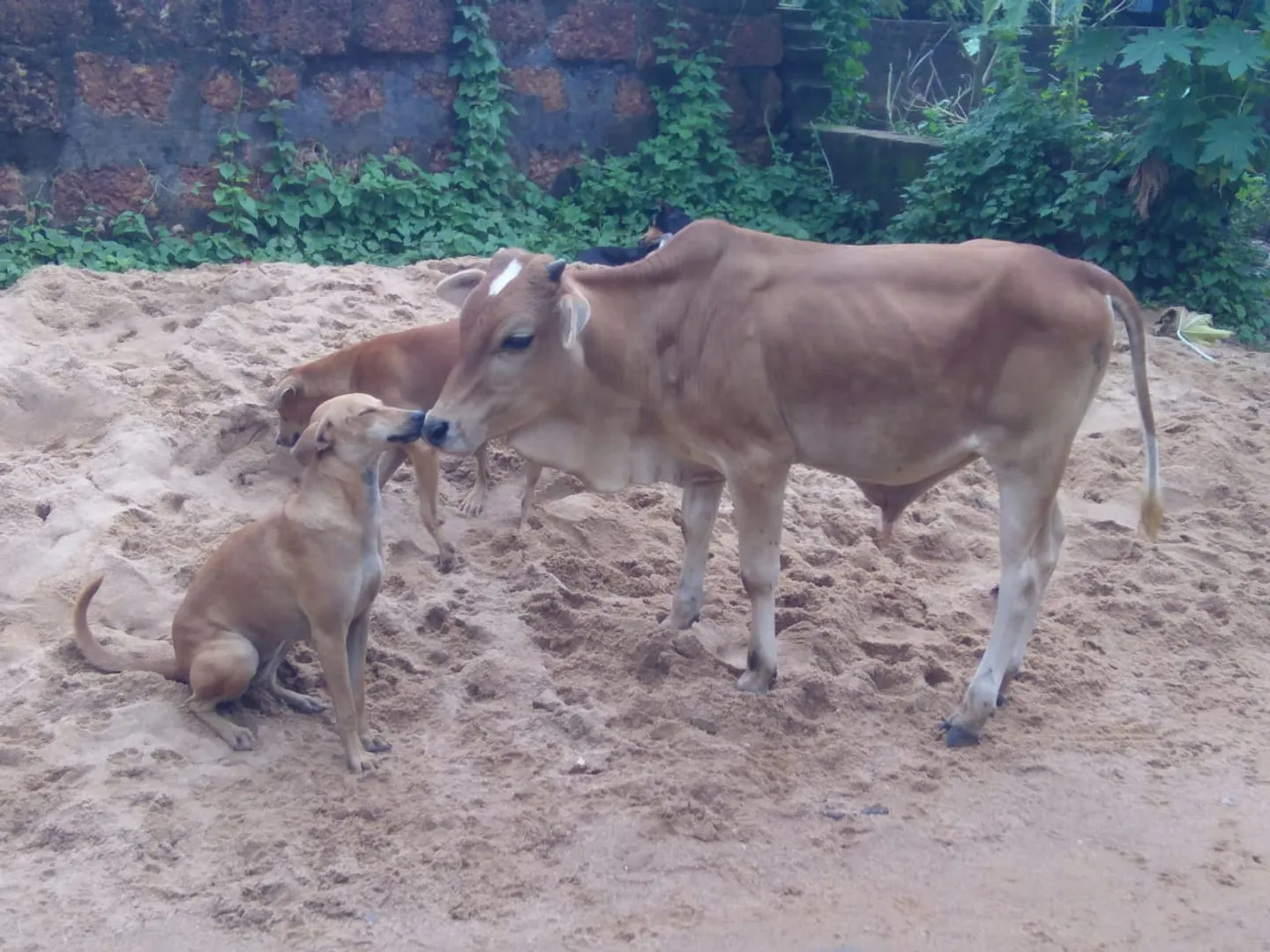 ଅନନ୍ୟ ପ୍ରେମ...। (ଫଟୋ: ମହେନ୍ଦ୍ର, ଭୁବନେଶ୍ୱର)