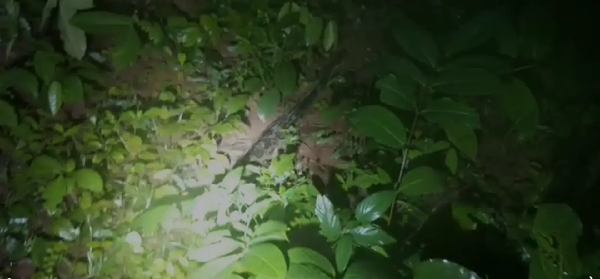 ଅଁଳାବେରେଣି ଆମ୍ବଖୋଲ କାଟେଣି ଗାଁରୁ ୧୨ ଫୁଟ ଲମ୍ବର ଅଜଗର ସାପ ଉଦ୍ଧାର