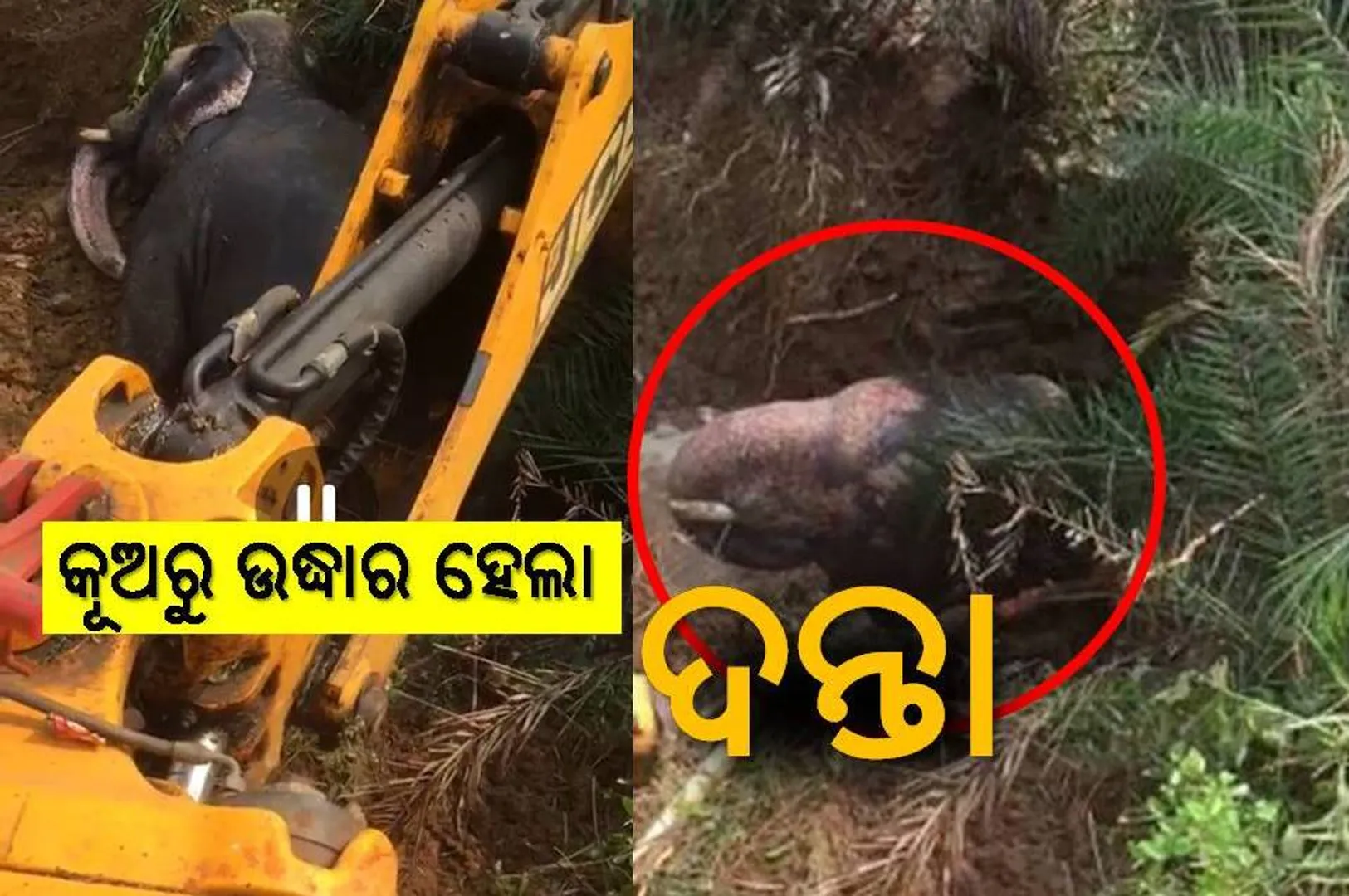 ଭିଡିଓ: କୂଅ ଭିତରେ ପଡ଼ିଯାଇଥିଲା ଦନ୍ତାହାତୀ, ଜେସିବି ସାହାଯ୍ୟରେ ଉଦ୍ଧାର