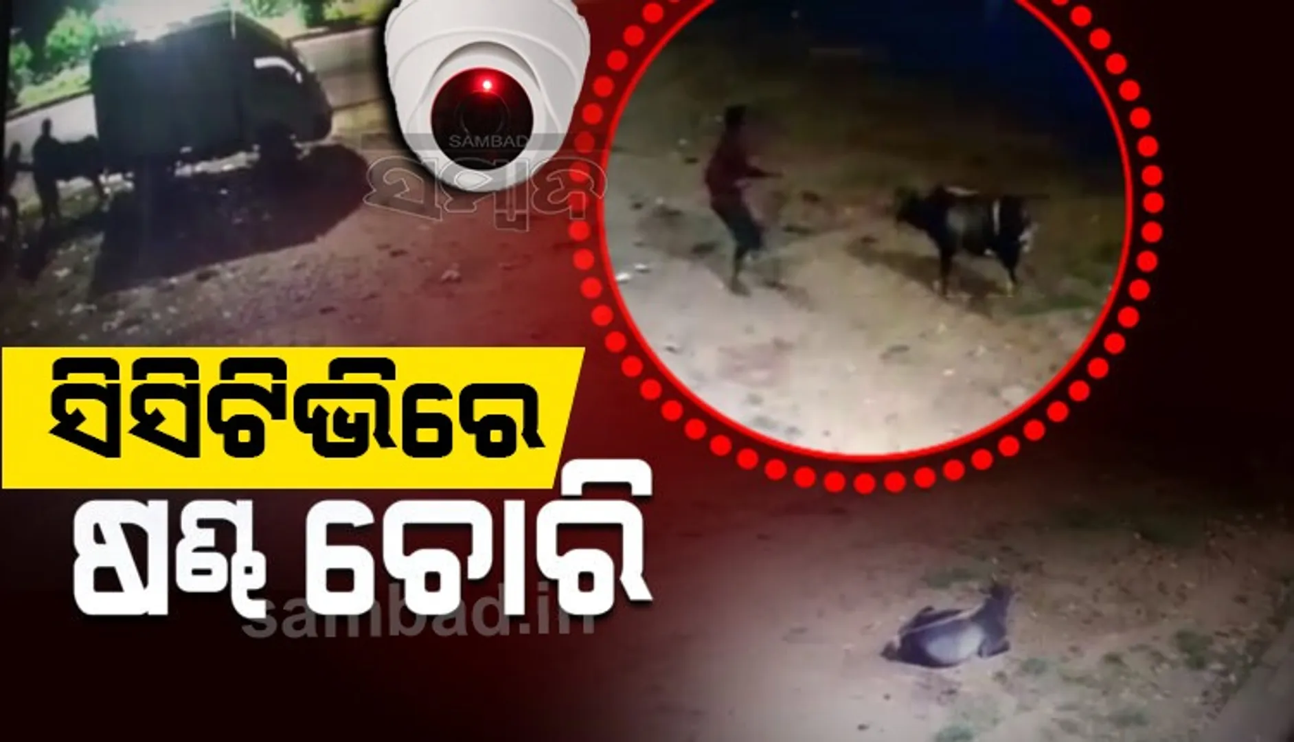 ଭୁବନେଶ୍ୱରରେ ମାତିଛନ୍ତି ଷଣ୍ଢ ଲୁଟେରା, ଦେଖନ୍ତୁ ସିସିଟିଭି ଭିଡିଓ