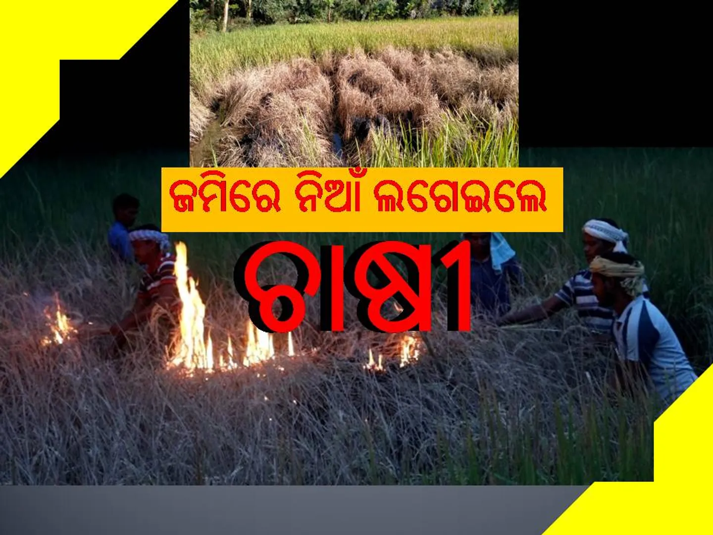 ଚକଡ଼ା ପୋକ ଯୋଗୁଁ ବ୍ୟାପକ ଧାନ ଫସଲ ନଷ୍ଟ, ନିଆଁ ନ ଲଗାଇବାକୁ ଅଧିକାରୀ ଦେଲେ ପରାମର୍ଶ 