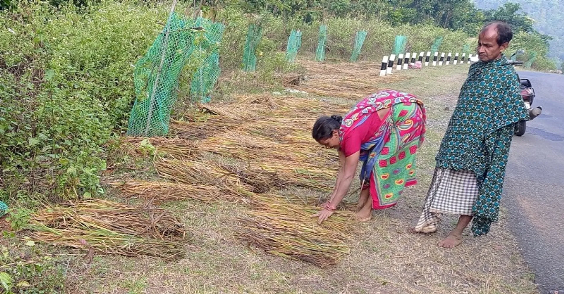ଅଦିନିଆ ବର୍ଷା ପରେ ଦାଉ ସାଧୁଛନ୍ତି ଜଙ୍ଗଲୀ ବାର୍‌ହା, ମାଙ୍କଡ଼; ଫସଲ ନଷ୍ଟ ଯୋଗୁଁ ଚିନ୍ତାରେ ଦମ୍ପତି 