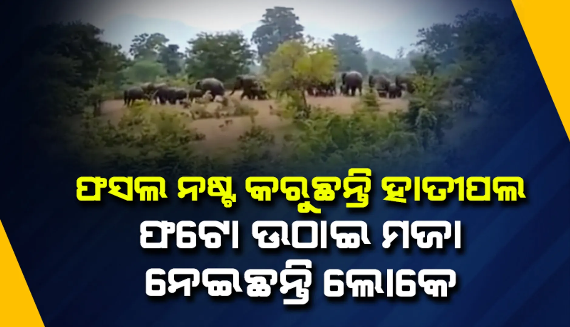ଚାଷଜମି ମୁହାଁ ଜଙ୍ଗଲୀ ହାତୀ: ଆଖି  ସାମ୍ନାରେ ଫସଲ ଦଳି ଦେଲେ ୨୯ଟିକିଆ ହାତୀପଲ