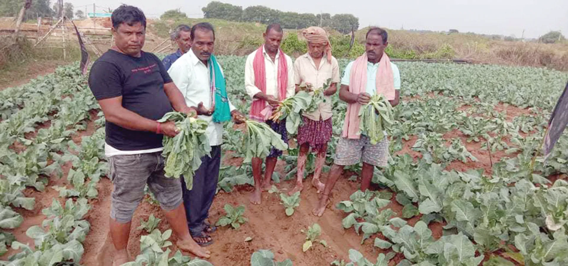 ୮ହଜାର ହେକ୍ଟର ଜମିରେ ଫସଲ ଛାରଖାର