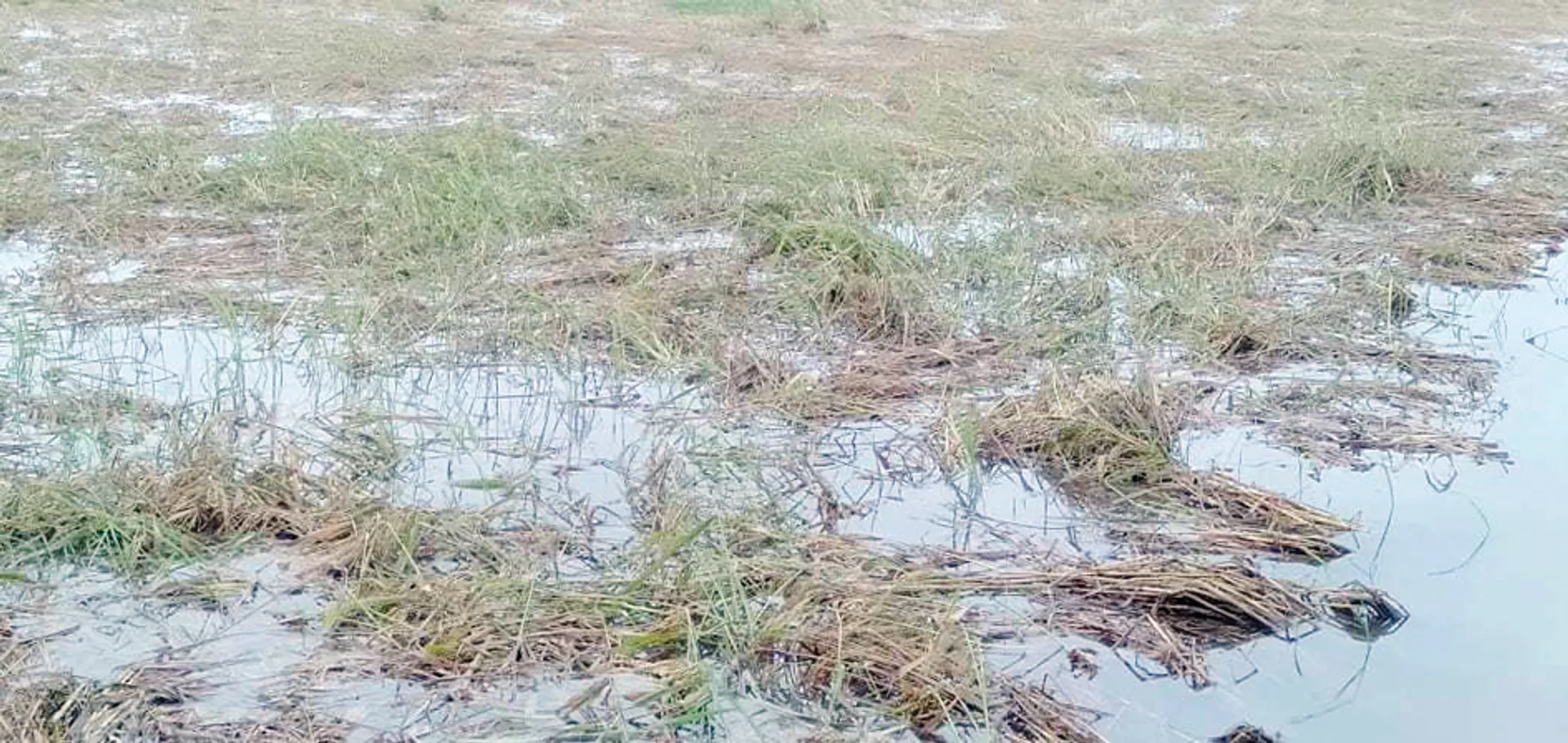 କ୍ରପ୍ କଟିଂରେ ଷଡ଼ଯନ୍ତ୍ର ଅଭିଯୋଗ, ବୀମା ଅର୍ଥ ନ ଦେବାକୁ କମ୍ପାନିର ଚାଲ୍‌!