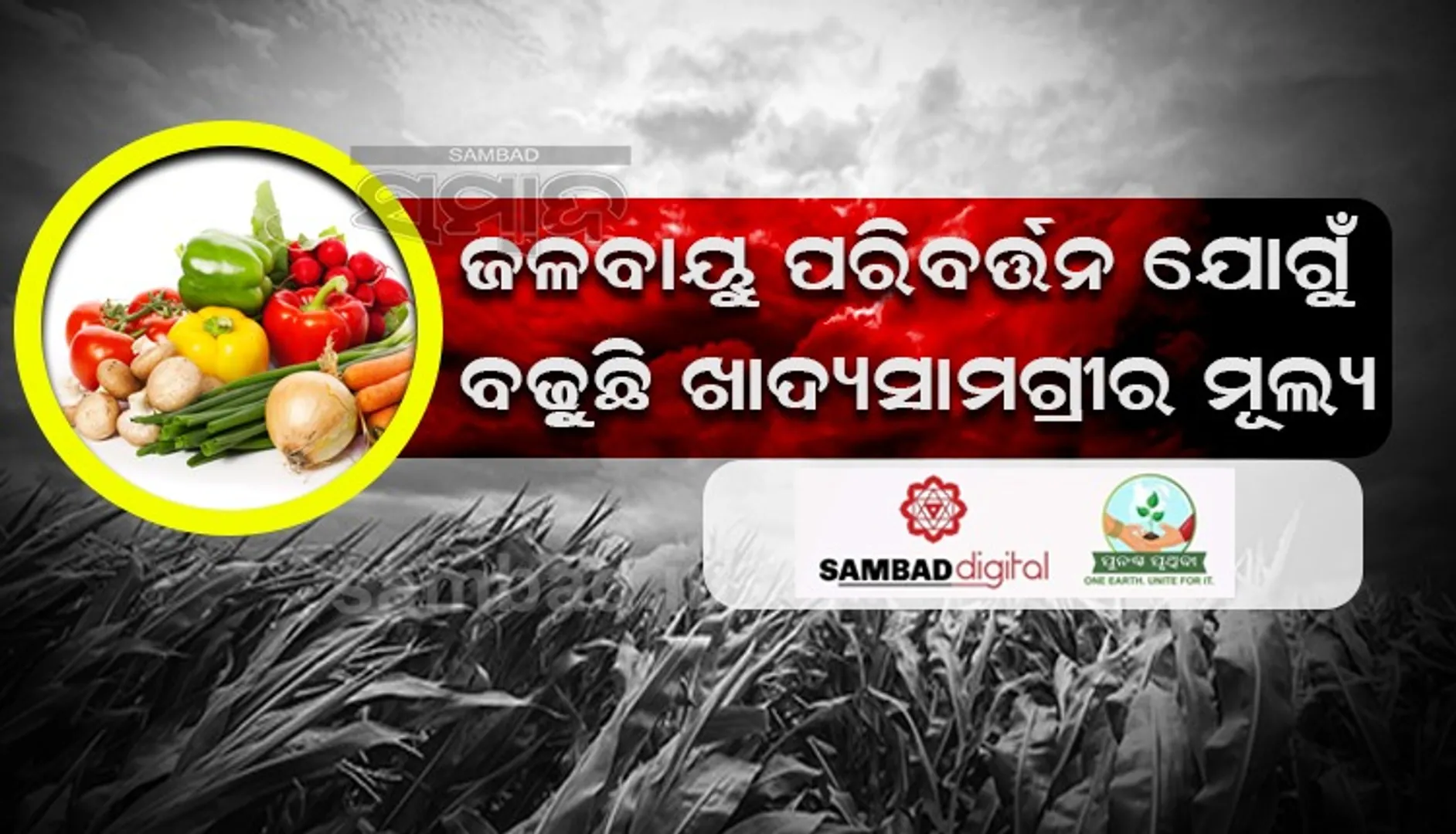 ବିଶ୍ବବ୍ୟାପି ଖାଦ୍ୟଶସ୍ୟର ଅପ୍ରତ୍ୟାଶିତ ମୂଲ୍ୟବୃଦ୍ଧି ପଛରେ ଜଳବାୟୁ ପରିବର୍ତ୍ତନ ! କାରଣ କହିଲେ ଗବେଷକ