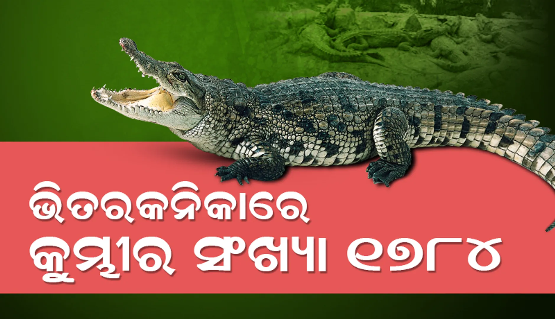ଭିତରକନିକାରେ ବଢ଼ିଲେ କୁମ୍ଭୀର, ୧୭୮୪ରେ ପହଞ୍ଚିଲା ସଂଖ୍ୟା
