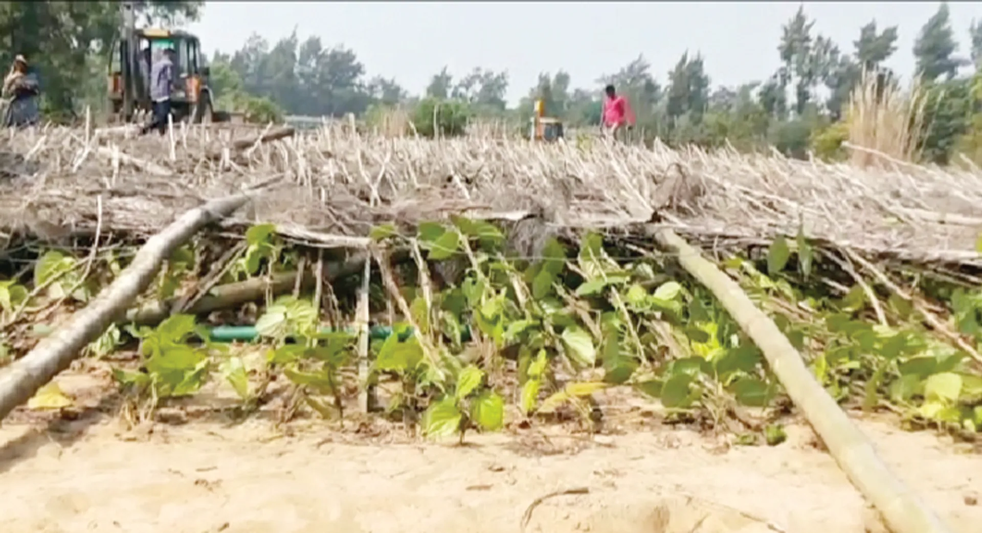 ଢିଙ୍କିଆରେ ଫେରୁଛି କି ସ୍ବାଭାବିକ ଅବସ୍ଥା: ପ୍ରଥମ ଦିନରେ ୫୦ରୁ ଅଧିକ ପାନବରଜ ମାପଚୁପ