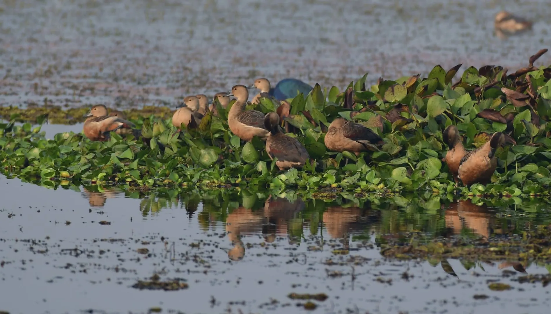‘ସମ୍ବାଦ’ରେ ପ୍ରକାଶ ପରେ ପକ୍ଷୀ ଗଣିଲେ : ସିଂହାବଗାରେ ୩୦ ପ୍ରଜାତିର ୧୦୩୮ ବିଦେଶୀ ପକ୍ଷୀ