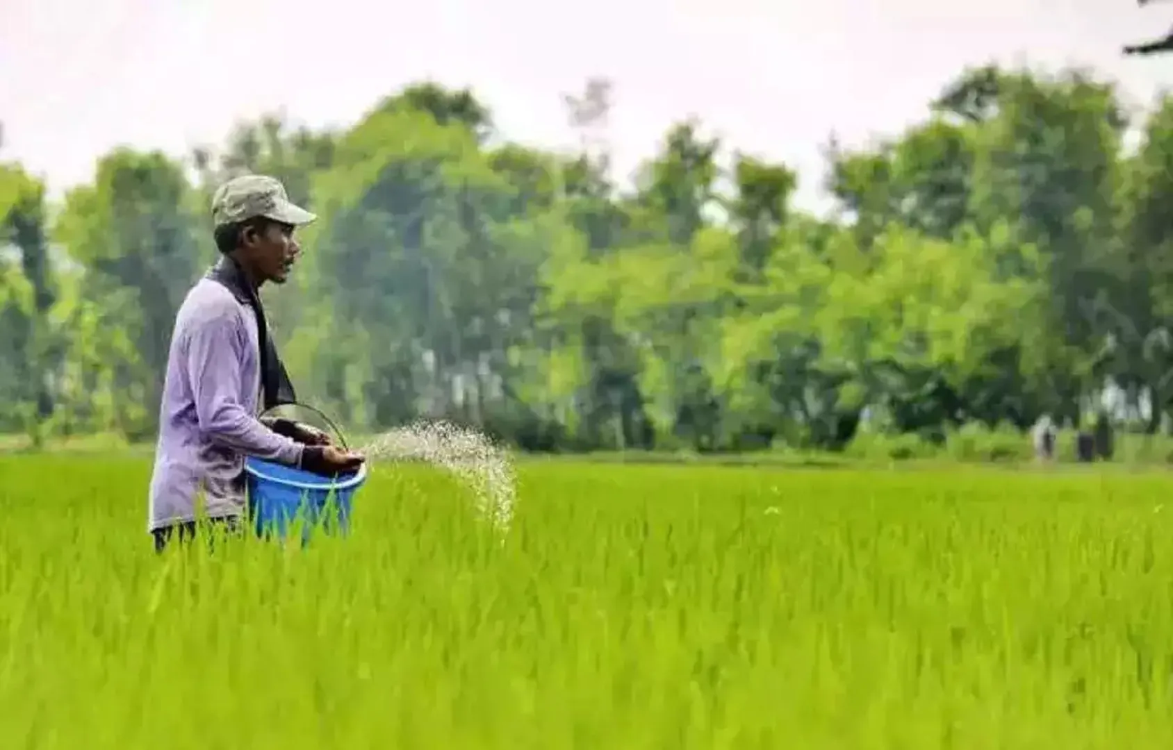 ଚାଷୀଙ୍କ ସମ୍ପର୍କୀୟ ବିକି ପାରିବେନି ଧାନ