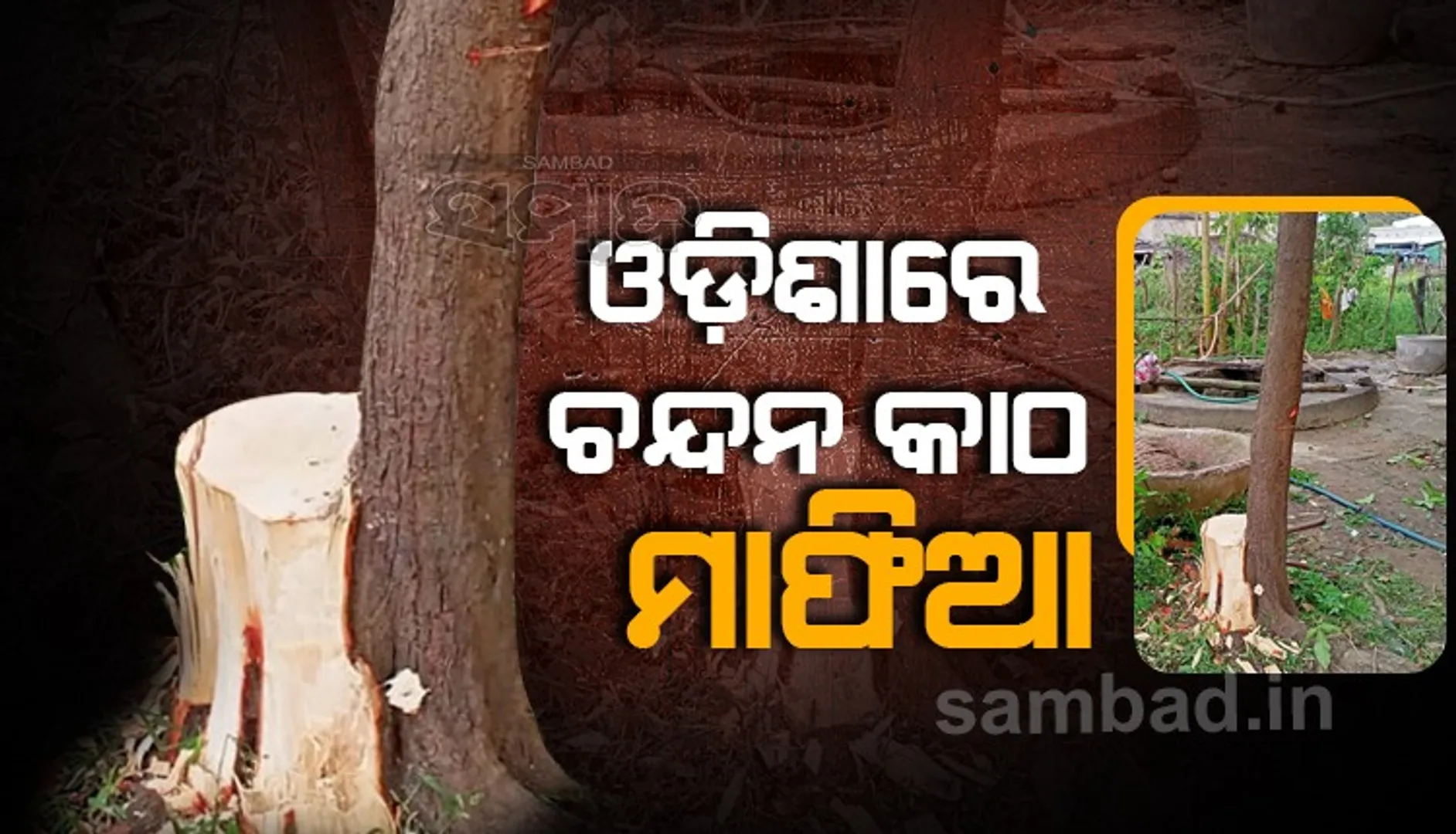 ଚୋରଙ୍କ ଦୁଃସାହସ; ମଧ୍ୟରାତ୍ରିରେ ଘର ଅଗଣାରୁ କାଟିନେଲେ ଚନ୍ଦନ ଗଛ