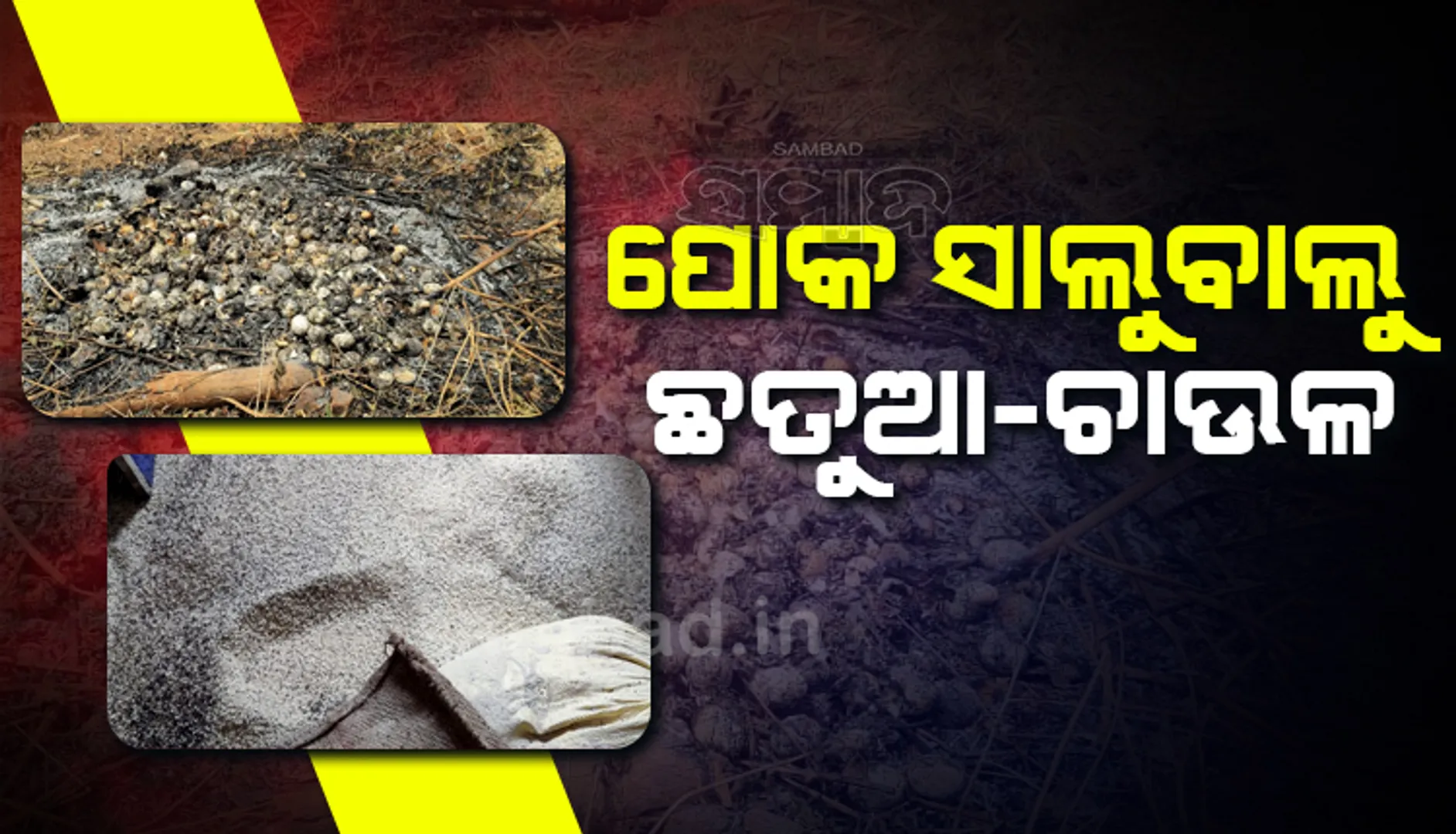 ୭ମାସ ହେଲା ସୁଷମ ଖାଦ୍ୟ ପାଇ ପାରୁନାହାଁନ୍ତି ଶିଶୁ-ଗର୍ଭବତୀ, ହଜାର ହଜାର ଅଣ୍ତା ପୋଡିଦେଲେ ଅଙ୍ଗନବାଡି ଦିଦି