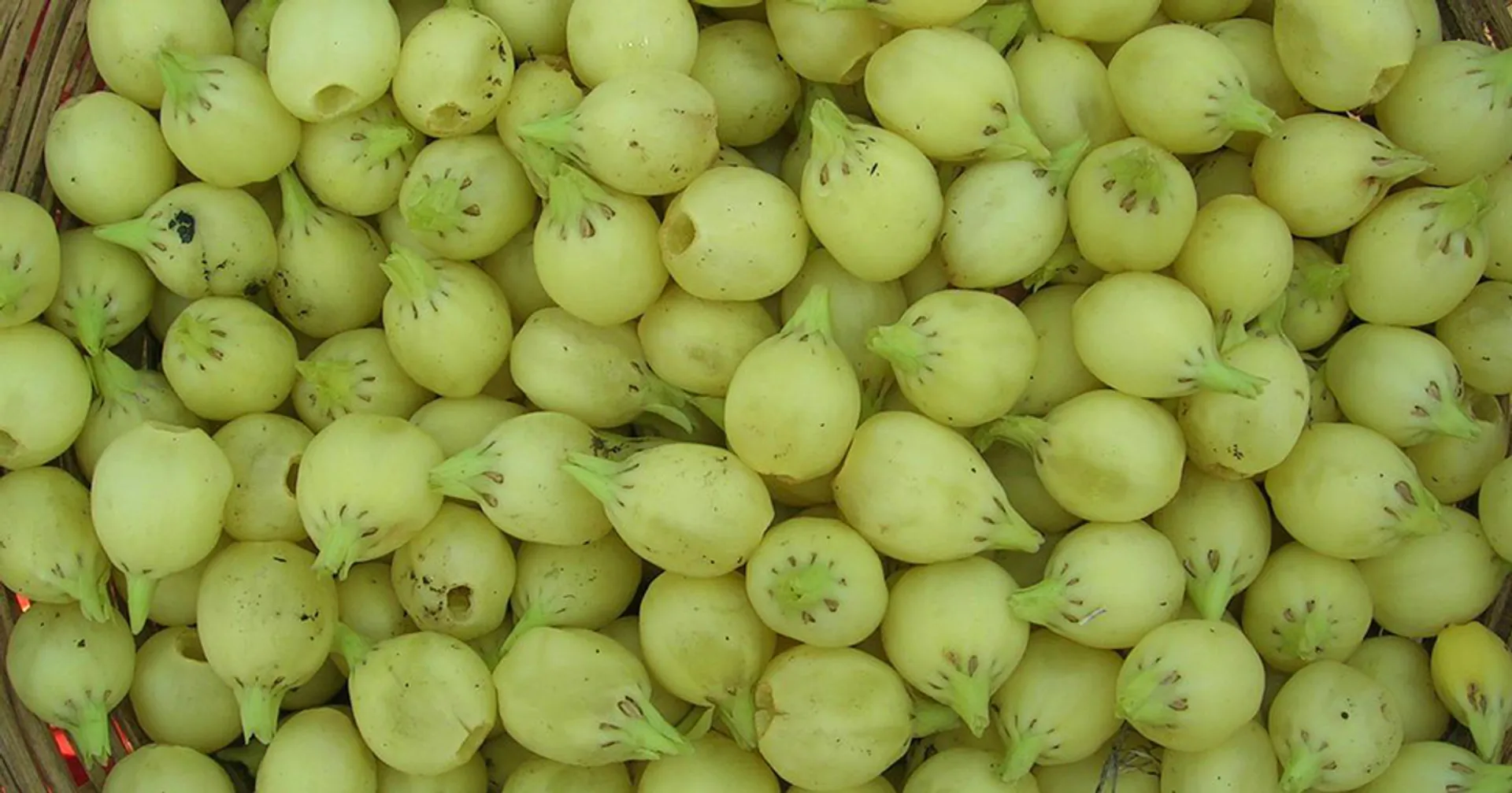 ମହୁଲ ଫୁଲର ଅଭାବୀ ବିକ୍ରି, ଗତ ବର୍ଷ ତୁଳନାରେ ୧୦ ଟଙ୍କା କମ୍‌ରେ ବିକ୍ରି ଚାଲିଛି