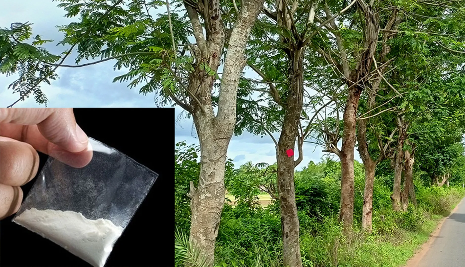 ବ୍ରାଉନସୁଗାର ବେପାରର ନୂଆ ତରିକା: ‘ଗଛରେ ପୁଡ଼ିଆ ଅଛି, ସେଠୁ ନେଇ ଯାଅ’