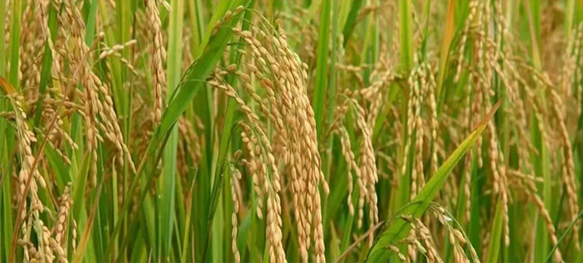 ନୂଆଁଖାଇ ପାଇଁ ଆସିଲା ନୂଆଁ ଧାନ