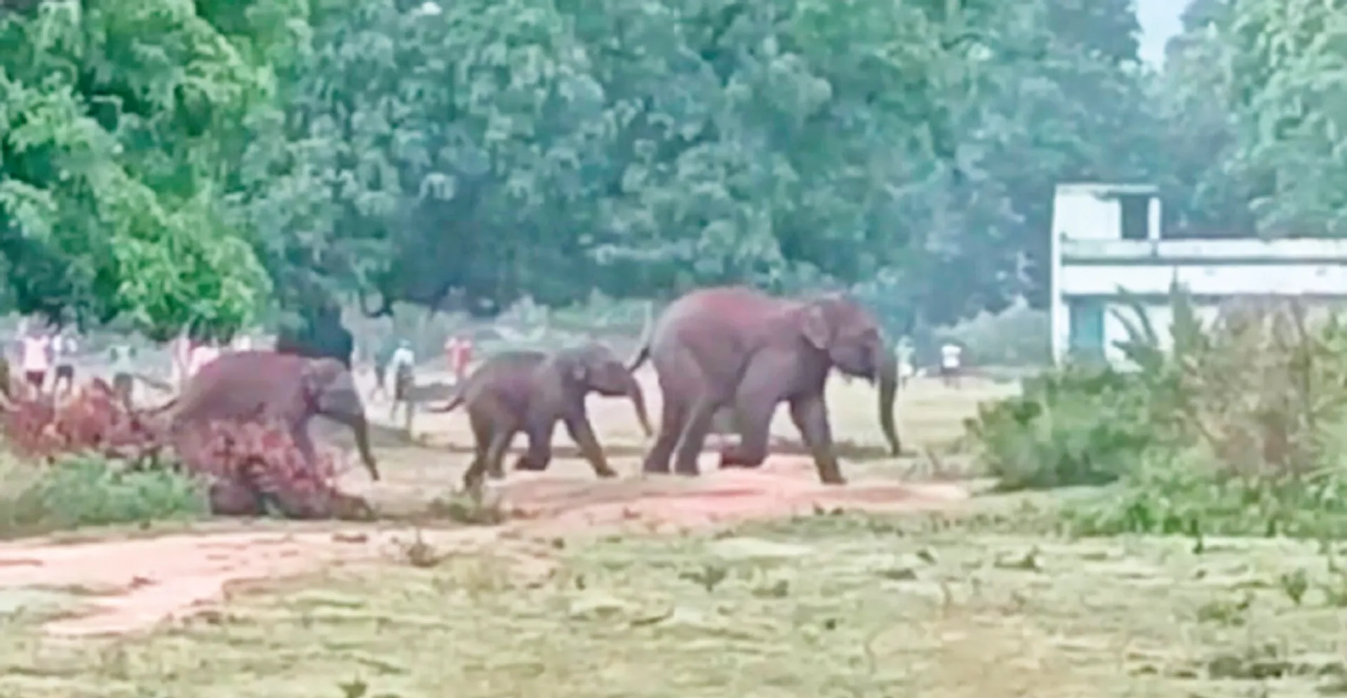 ହାତୀ-ମଣିଷ ଲଢ଼େଇ: ୬ ବର୍ଷ ମଧ୍ୟରେ ଢେଙ୍କାନାଳ ବନଖଣ୍ତରେ ମଲେଣି ୭୫ ହାତୀ, ମାରିଲେଣି ୧୩୯ ମଣିଷ