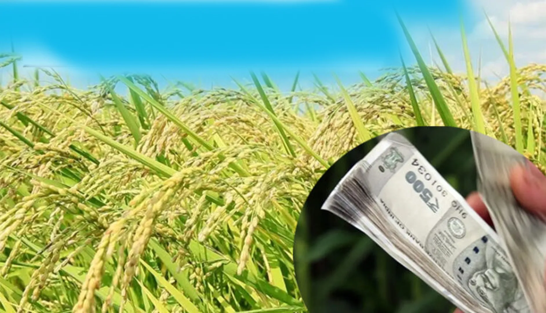 ପିଏମ୍‌ କିଷାନରେ ନୂଆ କେଁ: ୪୫% ହିତାଧିକାରୀଙ୍କୁ ମିଳିନି ସହାୟତା