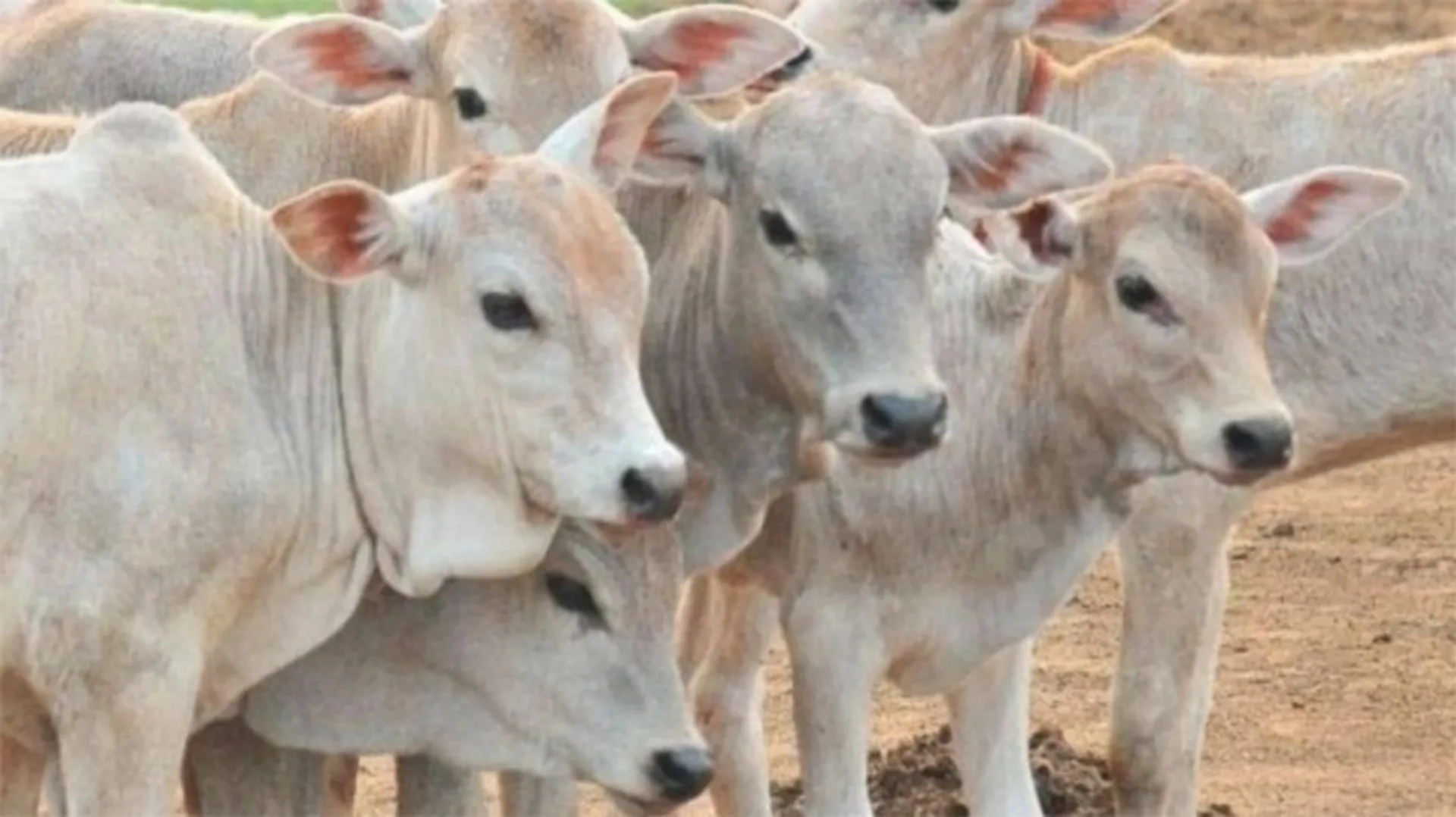 ଗୋରୁ ମାଂସ ବିକ୍ରି ବେଳେ ଉତ୍ତେଜନା   