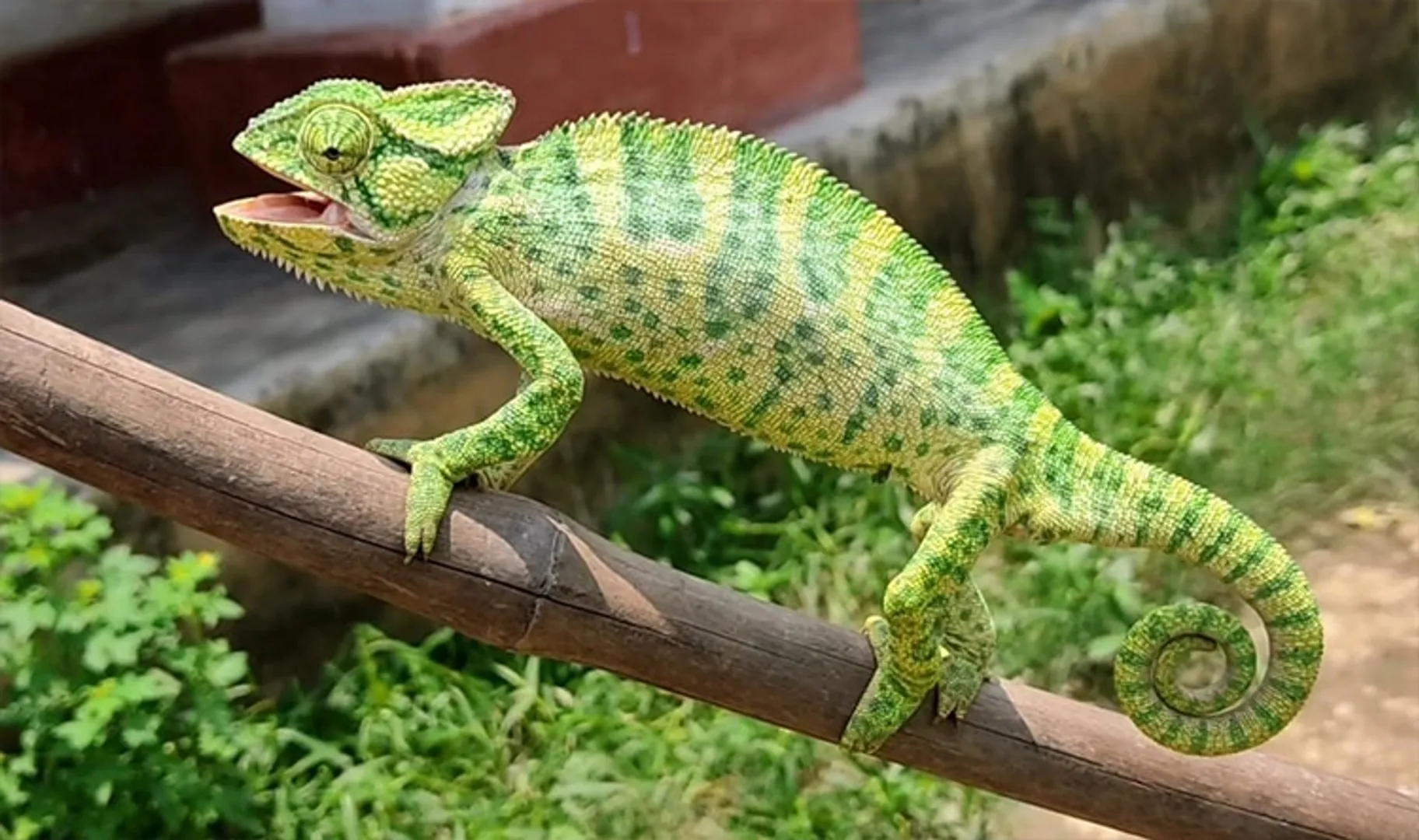 ମୁଣ୍ଡାଢ଼ିପାରୁ ବହୁରୂପୀ ଏଣ୍ଡୁଅ ଉଦ୍ଧାର