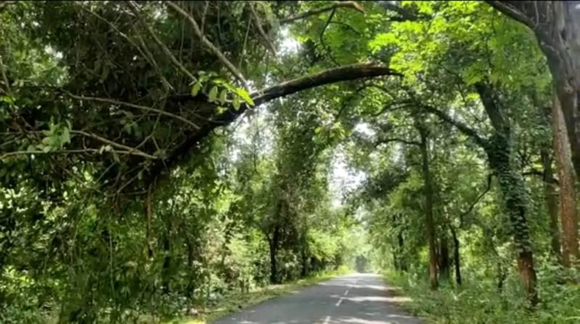 ରାସ୍ତାଉପରେ ଝୁଲୁଛି ଅଧା ଭଙ୍ଗା ଡାଳ, ବିପଦକୁ ନିମନ୍ତ୍ରଣ