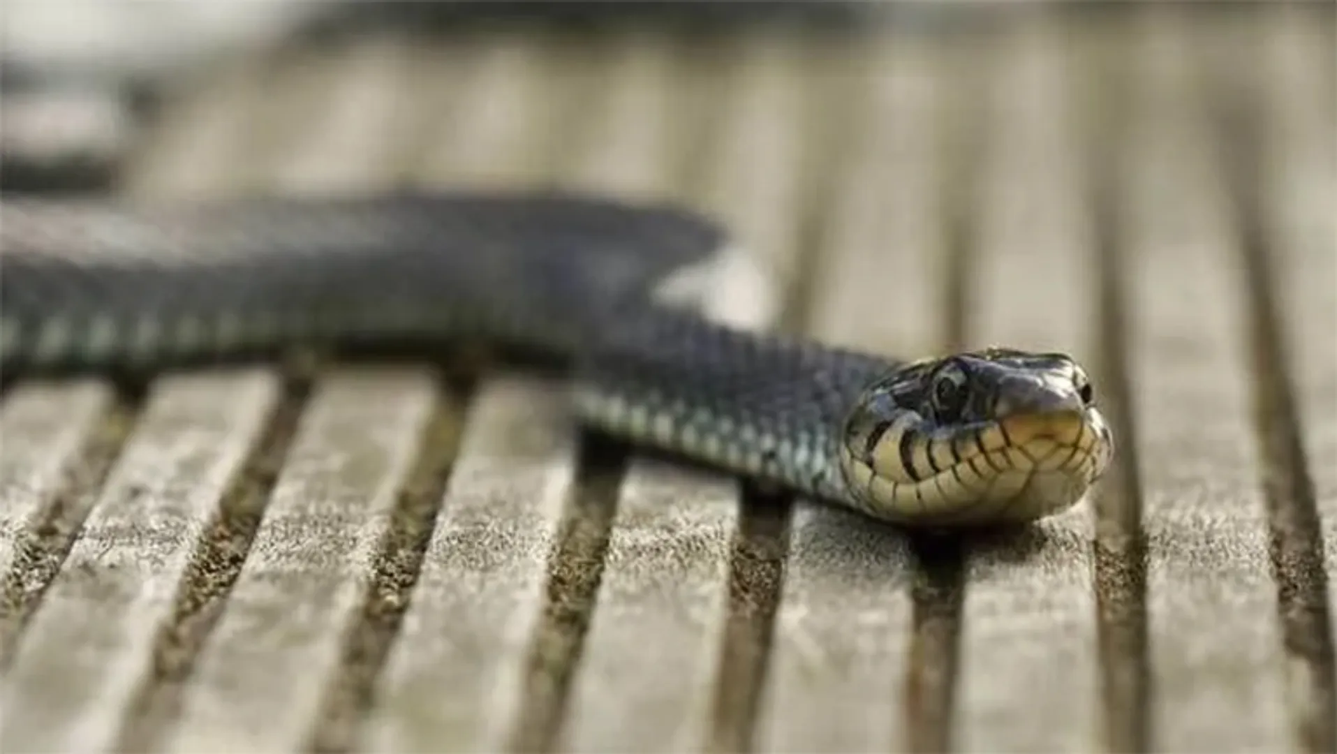 ଗୌତମନଗରରେ ସାପ ଆତଙ୍କ