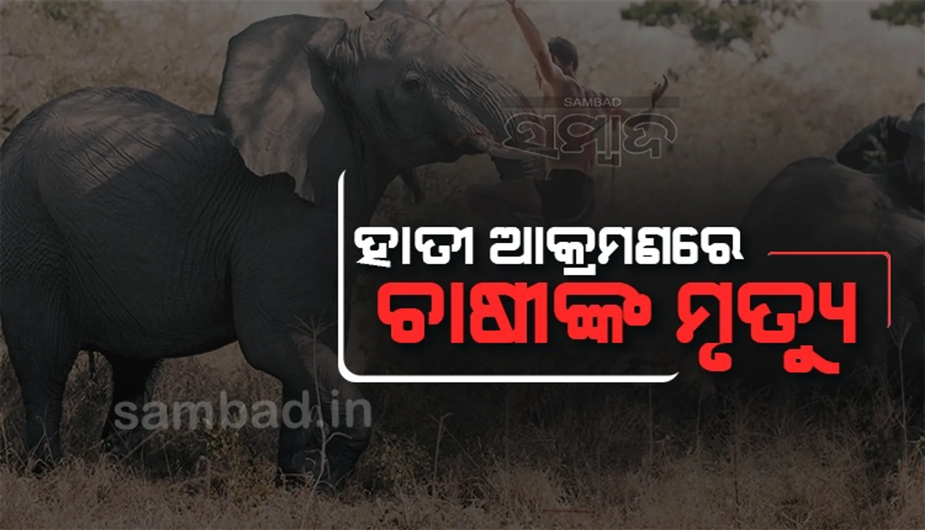 ଶୁଣ୍ଢରେ ଟେକି କଚାଡ଼ି ଦେଲା ହାତୀ: ଚାଲିଗଲା ଚାଷୀଙ୍କ ଜୀବନ