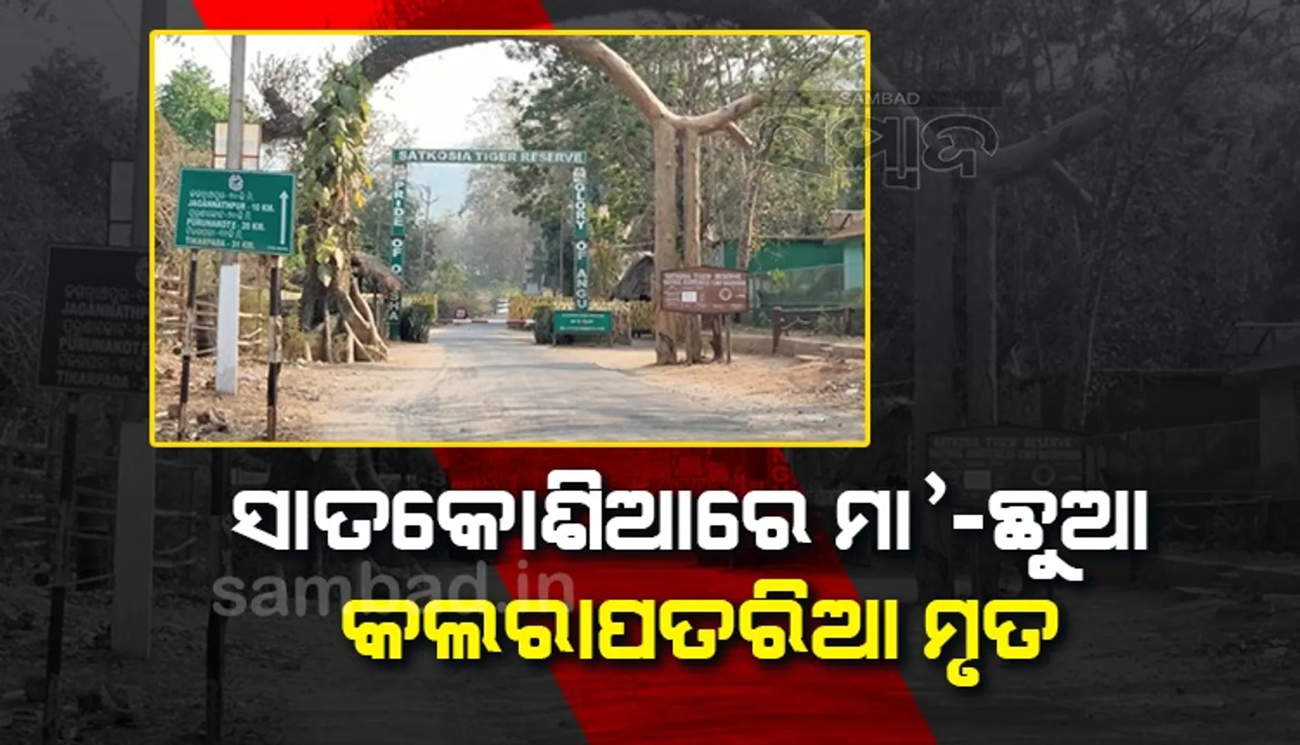 ସାତକୋଶିଆରେ ମା’-ଛୁଆ କଲରାପତିଆର ମୃତ୍ୟୁ, ପଚା ଗନ୍ଧରୁ ଜାଣିଲା ବନ ବିଭାଗ 