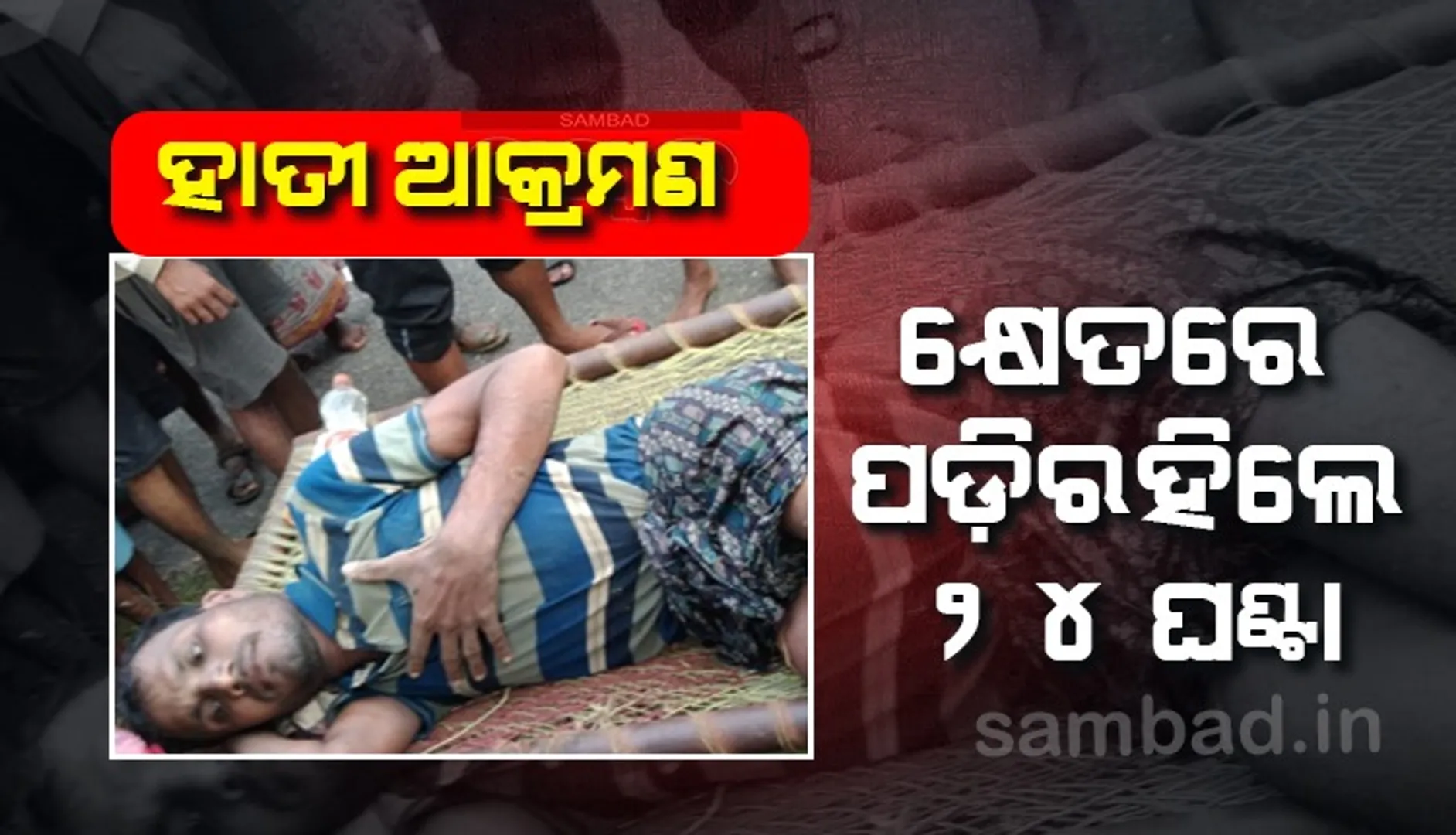ହାତୀ ଘଉଡାଇବାକୁ ଯାଇ ଆକ୍ରମଣରେ ଶିକାର ହେଲେ ଚାଷୀ, ଦିନକ ପରେ ଉଦ୍ଧାର