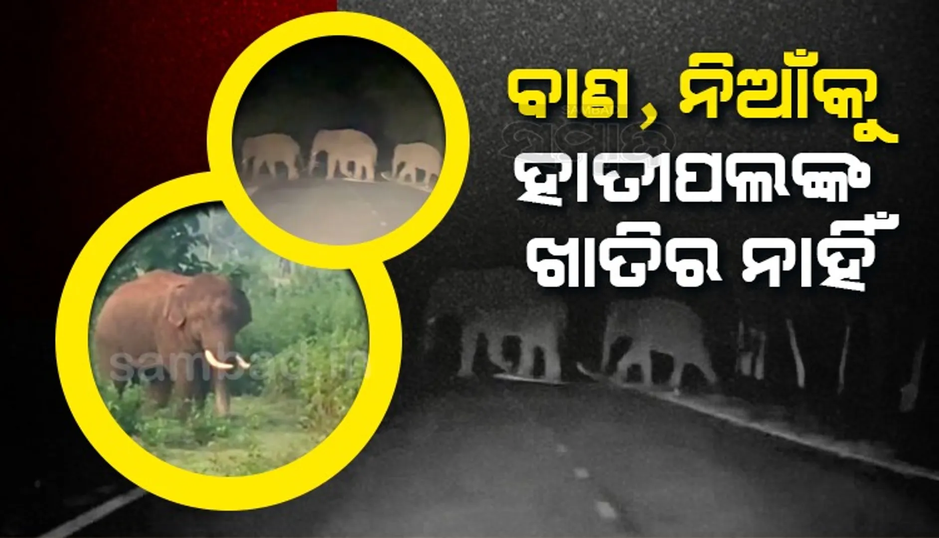 ମାସେ ହେଲା ଚାଷୀଙ୍କୁ ଦହଗଞ୍ଜ କରୁଛନ୍ତି ୧୮ ଟିକିଆ ହାତୀପଲ